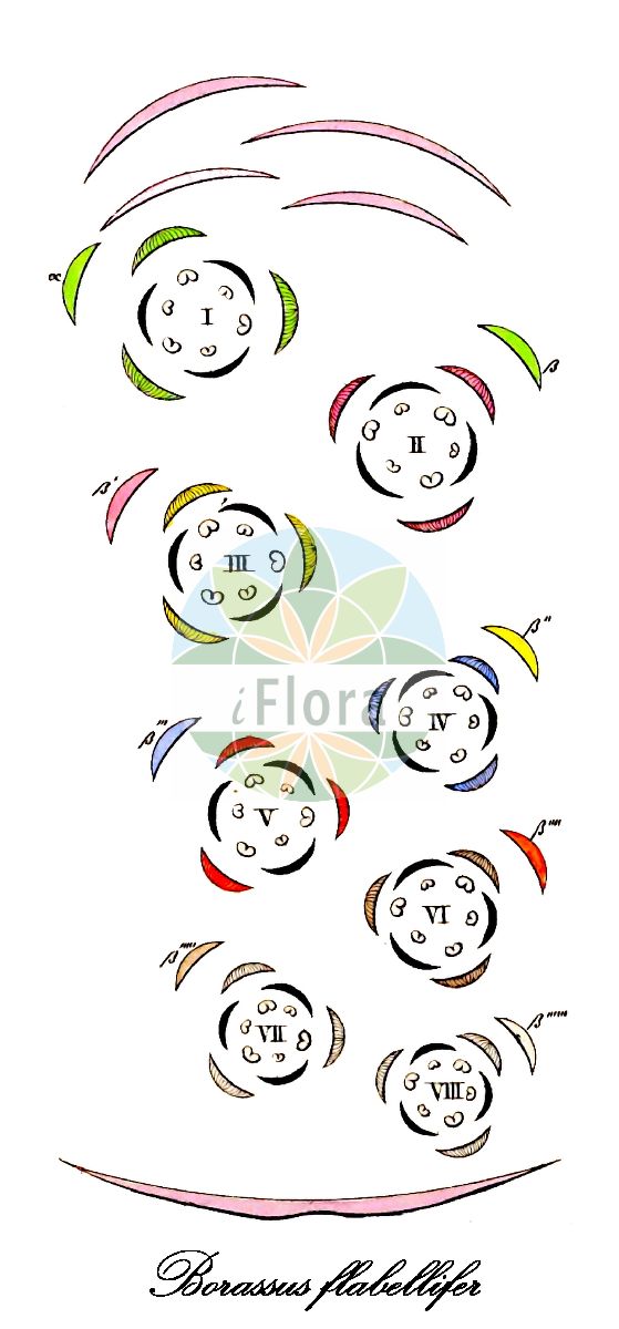 Historische Abbildung von Borassus flabellifer (Palmyrapalme). Das Bild zeigt Blatt, Bluete, Frucht und Same. ---- Historical Drawing of Borassus flabellifer (Palmyrapalme). The image is showing leaf, flower, fruit and seed.(Borassus flabellifer,Palmyrapalme,Borassus,Arecaceae,Palmengewächse,Palm family,Blatt,Bluete,Frucht,Same,leaf,flower,fruit,seed,von Martius (1823-1850))