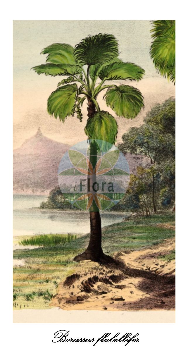 Historische Abbildung von Borassus flabellifer (Palmyrapalme). Das Bild zeigt Blatt, Bluete, Frucht und Same. ---- Historical Drawing of Borassus flabellifer (Palmyrapalme). The image is showing leaf, flower, fruit and seed.(Borassus flabellifer,Palmyrapalme,Borassus,Arecaceae,Palmengewächse,Palm family,Blatt,Bluete,Frucht,Same,leaf,flower,fruit,seed,von Martius (1823-1850))
