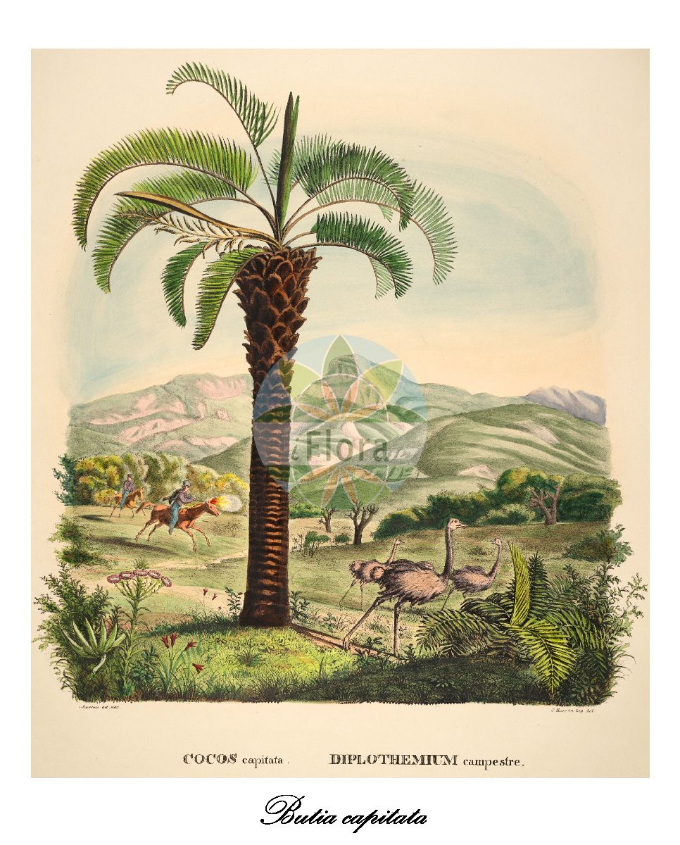 Historische Abbildung von Butia capitata. Das Bild zeigt Blatt, Bluete, Frucht und Same. ---- Historical Drawing of Butia capitata. The image is showing leaf, flower, fruit and seed.(Butia capitata,Butia,Butia-Palme,Arecaceae,Palmengewächse,Palm family,Blatt,Bluete,Frucht,Same,leaf,flower,fruit,seed,von Martius (1823-1850))