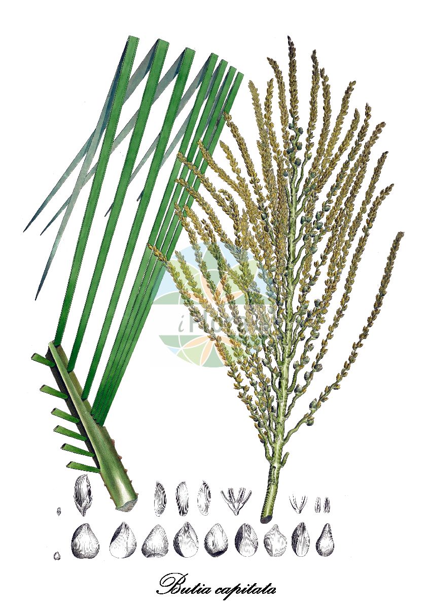 Historische Abbildung von Butia capitata. Das Bild zeigt Blatt, Bluete, Frucht und Same. ---- Historical Drawing of Butia capitata. The image is showing leaf, flower, fruit and seed.(Butia capitata,Butia,Butia-Palme,Arecaceae,Palmengewächse,Palm family,Blatt,Bluete,Frucht,Same,leaf,flower,fruit,seed,von Martius (1823-1850))