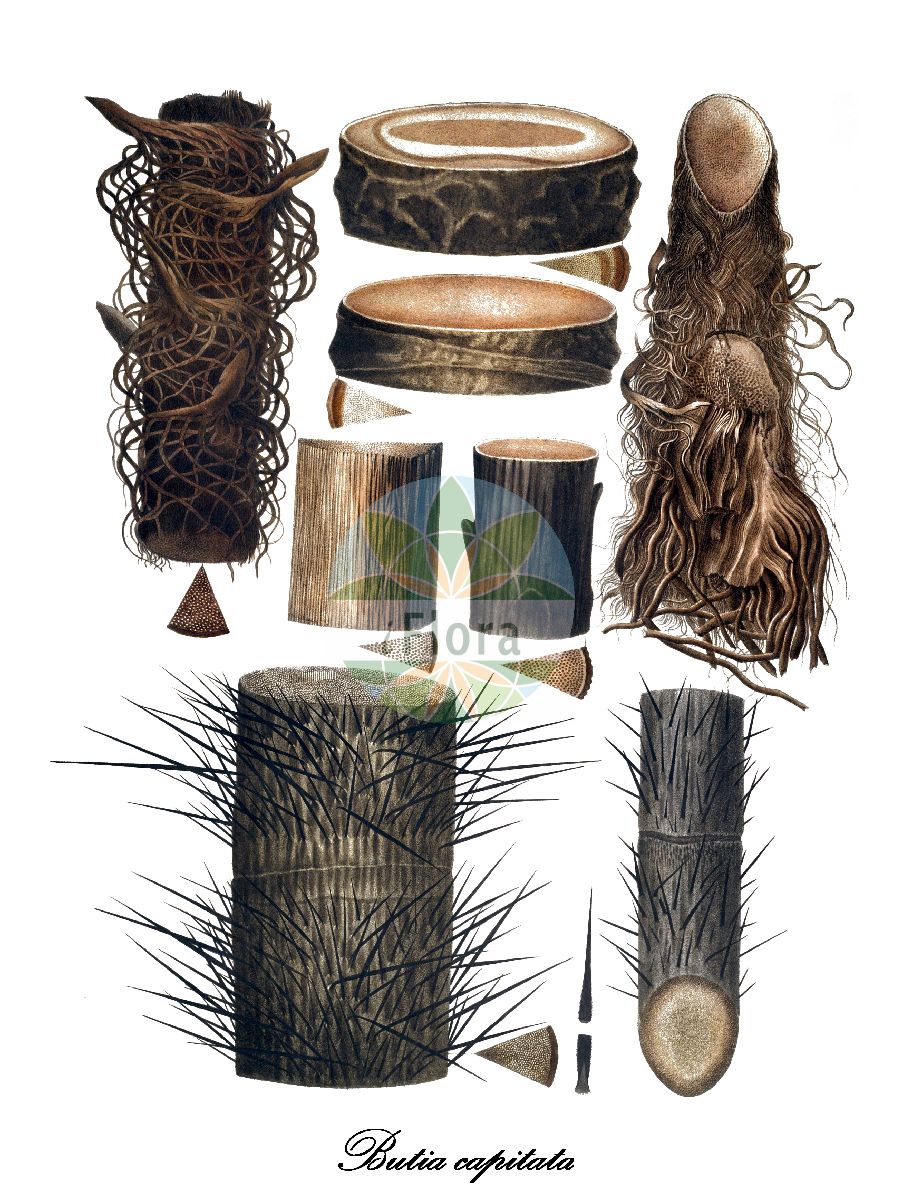 Historische Abbildung von Butia capitata. Das Bild zeigt Blatt, Bluete, Frucht und Same. ---- Historical Drawing of Butia capitata. The image is showing leaf, flower, fruit and seed.(Butia capitata,Butia,Butia-Palme,Arecaceae,Palmengewächse,Palm family,Blatt,Bluete,Frucht,Same,leaf,flower,fruit,seed,von Martius (1823-1850))