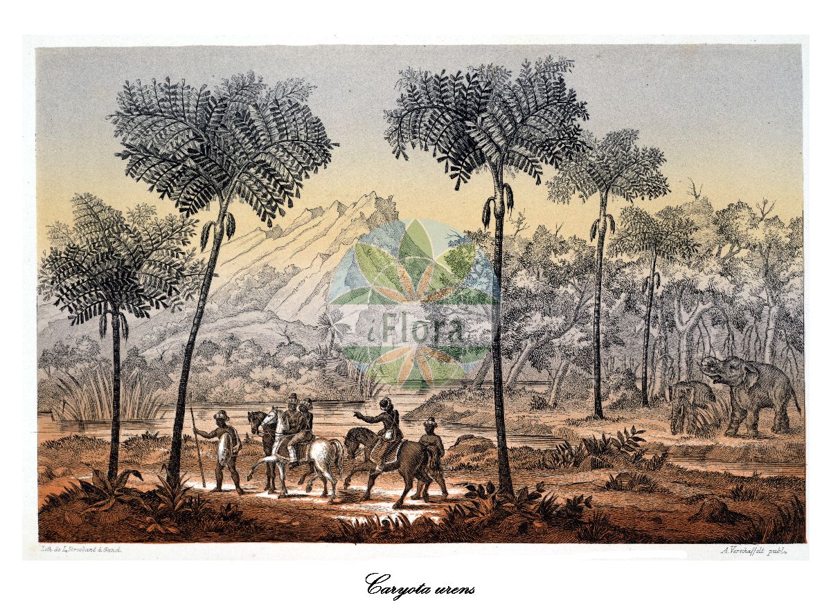 Historische Abbildung von Caryota urens (Solitary fishtail palm). Das Bild zeigt Blatt, Bluete, Frucht und Same. ---- Historical Drawing of Caryota urens (Solitary fishtail palm). The image is showing leaf, flower, fruit and seed.(Caryota urens,Solitary fishtail palm,Caryota,Fishtail palm,Arecaceae,Palmengewächse,Palm family,Blatt,Bluete,Frucht,Same,leaf,flower,fruit,seed,L’ Illustration horticole (1857))