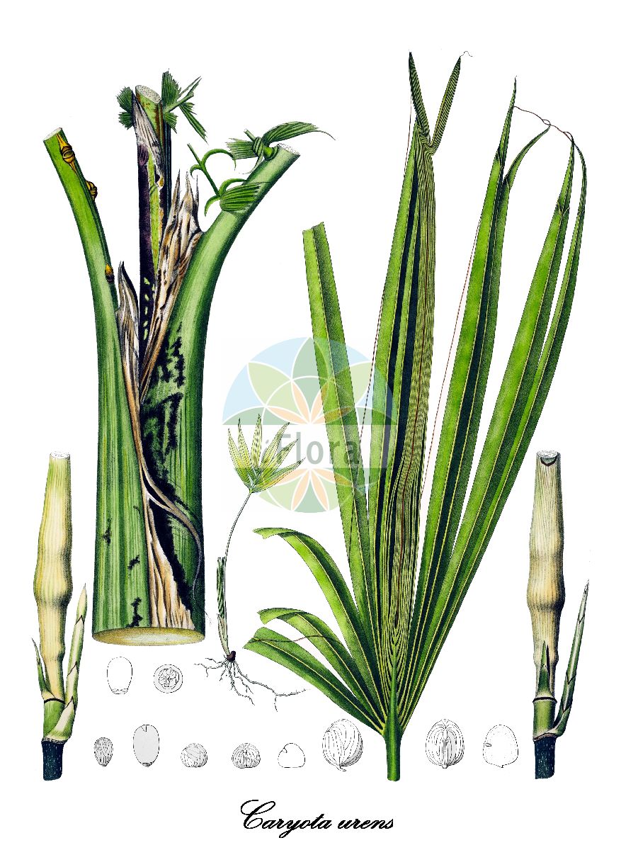 Historische Abbildung von Caryota urens (Solitary fishtail palm). Das Bild zeigt Blatt, Bluete, Frucht und Same. ---- Historical Drawing of Caryota urens (Solitary fishtail palm). The image is showing leaf, flower, fruit and seed.(Caryota urens,Solitary fishtail palm,Caryota,Fishtail palm,Arecaceae,Palmengewächse,Palm family,Blatt,Bluete,Frucht,Same,leaf,flower,fruit,seed,von Martius (1823-1850))