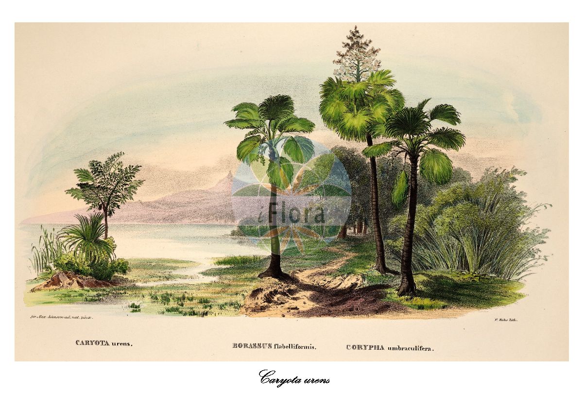 Historische Abbildung von Caryota urens (Solitary fishtail palm). Das Bild zeigt Blatt, Bluete, Frucht und Same. ---- Historical Drawing of Caryota urens (Solitary fishtail palm). The image is showing leaf, flower, fruit and seed.(Caryota urens,Solitary fishtail palm,Caryota,Fishtail palm,Arecaceae,Palmengewächse,Palm family,Blatt,Bluete,Frucht,Same,leaf,flower,fruit,seed,von Martius (1823-1850))
