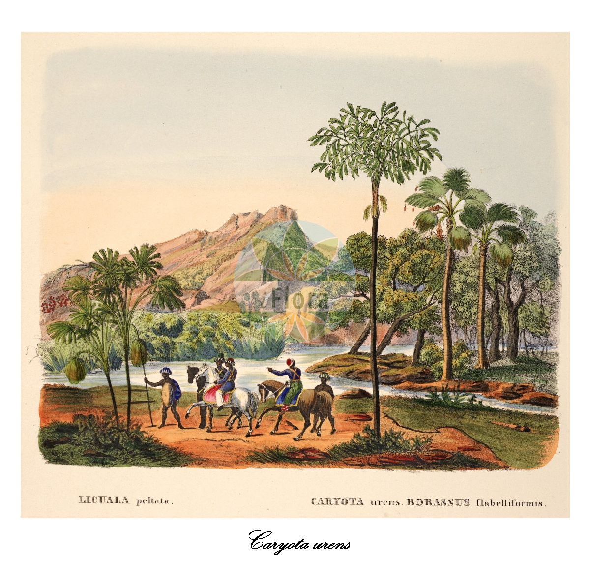 Historische Abbildung von Caryota urens (Solitary fishtail palm). Das Bild zeigt Blatt, Bluete, Frucht und Same. ---- Historical Drawing of Caryota urens (Solitary fishtail palm). The image is showing leaf, flower, fruit and seed.(Caryota urens,Solitary fishtail palm,Caryota,Fishtail palm,Arecaceae,Palmengewächse,Palm family,Blatt,Bluete,Frucht,Same,leaf,flower,fruit,seed,von Martius (1823-1850))