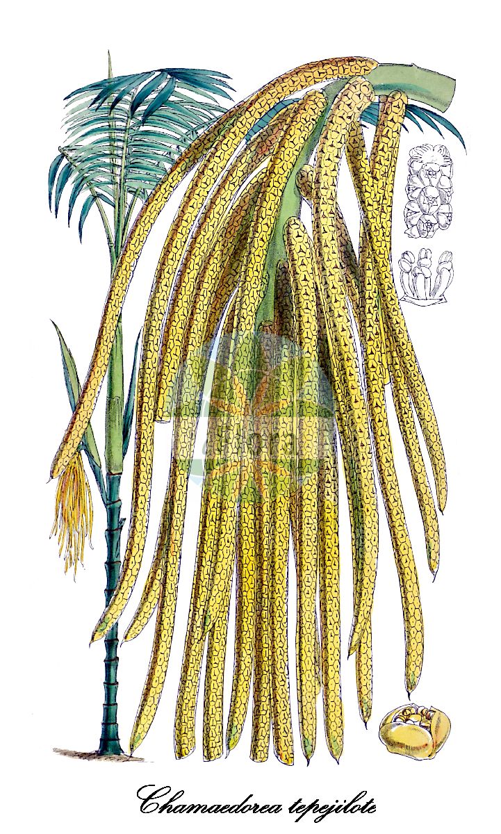 Historische Abbildung von Chamaedorea tepejilote. Das Bild zeigt Blatt, Bluete, Frucht und Same. ---- Historical Drawing of Chamaedorea tepejilote. The image is showing leaf, flower, fruit and seed.(Chamaedorea tepejilote,Chamaedorea,Bamboo palm,Arecaceae,Palmengewächse,Palm family,Blatt,Bluete,Frucht,Same,leaf,flower,fruit,seed,Curtis Botanical Magazine (1873))