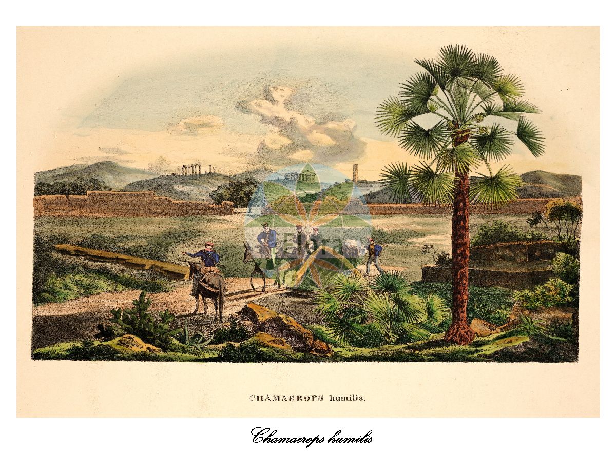 Historische Abbildung von Chamaerops humilis (Zwergfächerpalme). Das Bild zeigt Blatt, Bluete, Frucht und Same. ---- Historical Drawing of Chamaerops humilis (Zwergfächerpalme). The image is showing leaf, flower, fruit and seed.(Chamaerops humilis,Zwergfächerpalme,Phoenix humilis,Chamaerops,Zwergfächerpalme,Arecaceae,Palmengewächse,Palm family,Blatt,Bluete,Frucht,Same,leaf,flower,fruit,seed,von Martius (1823-1850))