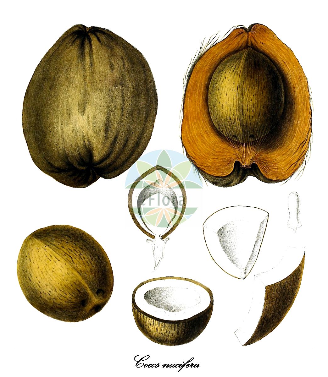 Historische Abbildung von Cocos nucifera (Cocospalme - Coconut palm). Das Bild zeigt Blatt, Bluete, Frucht und Same. ---- Historical Drawing of Cocos nucifera (Cocospalme - Coconut palm). The image is showing leaf, flower, fruit and seed.(Cocos nucifera,Cocospalme,Coconut palm,Kokosnuss,Kokosnusspalme,Kokospalme,Cocos,Coconut palm palm,Arecaceae,Palmengewächse,Palm family,Blatt,Bluete,Frucht,Same,leaf,flower,fruit,seed,Berg & Schmidt (1891-1902))