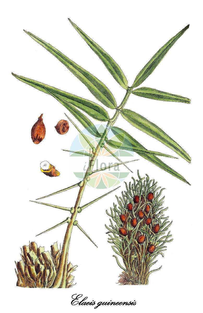 Historische Abbildung von Elaeis guineensis (Afrikanische Ölpalme - African oil palm). Das Bild zeigt Blatt, Bluete, Frucht und Same. ---- Historical Drawing of Elaeis guineensis (Afrikanische Ölpalme - African oil palm). The image is showing leaf, flower, fruit and seed.(Elaeis guineensis,Afrikanische Ölpalme,African oil palm,Elaeis,Oil palm,Arecaceae,Palmengewächse,Palm family,Blatt,Bluete,Frucht,Same,leaf,flower,fruit,seed,Blackwell (1750-1773))