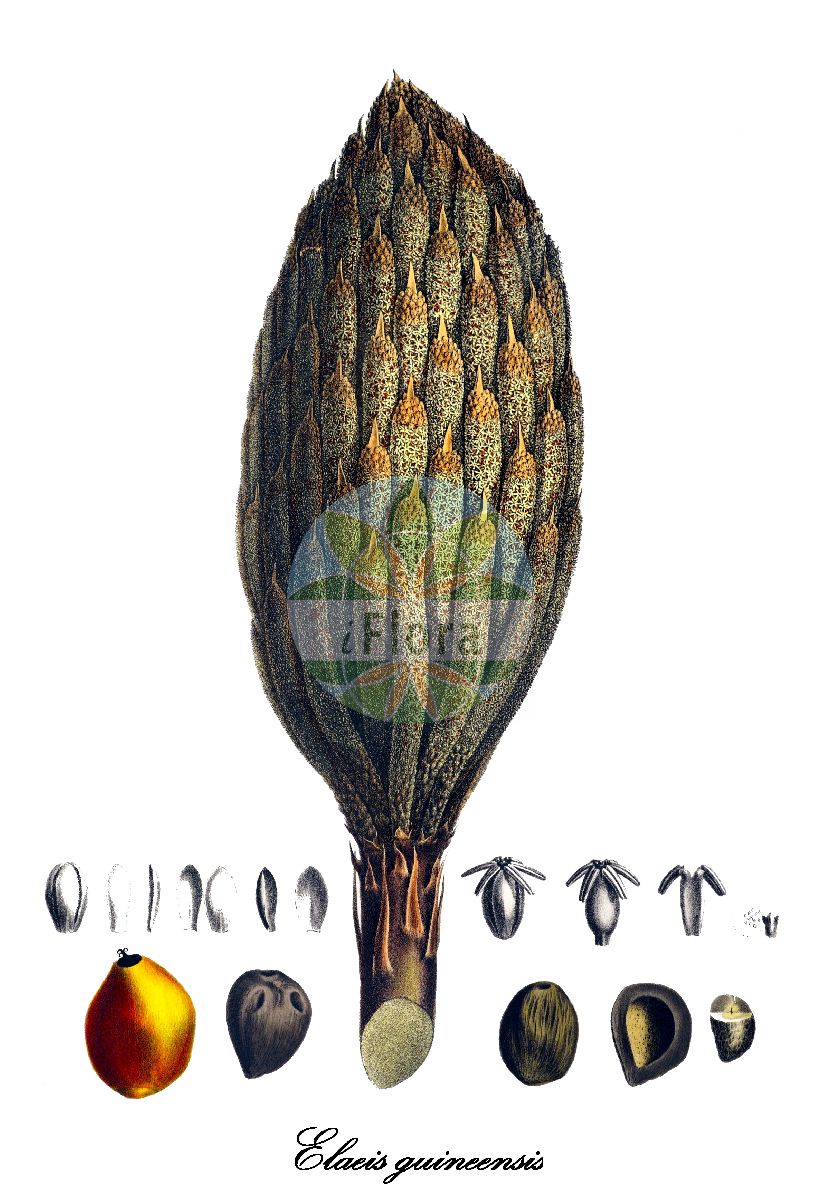 Historische Abbildung von Elaeis guineensis (Afrikanische Ölpalme - African oil palm). Das Bild zeigt Blatt, Bluete, Frucht und Same. ---- Historical Drawing of Elaeis guineensis (Afrikanische Ölpalme - African oil palm). The image is showing leaf, flower, fruit and seed.(Elaeis guineensis,Afrikanische Ölpalme,African oil palm,Elaeis,Oil palm,Arecaceae,Palmengewächse,Palm family,Blatt,Bluete,Frucht,Same,leaf,flower,fruit,seed,von Martius (1823-1850))
