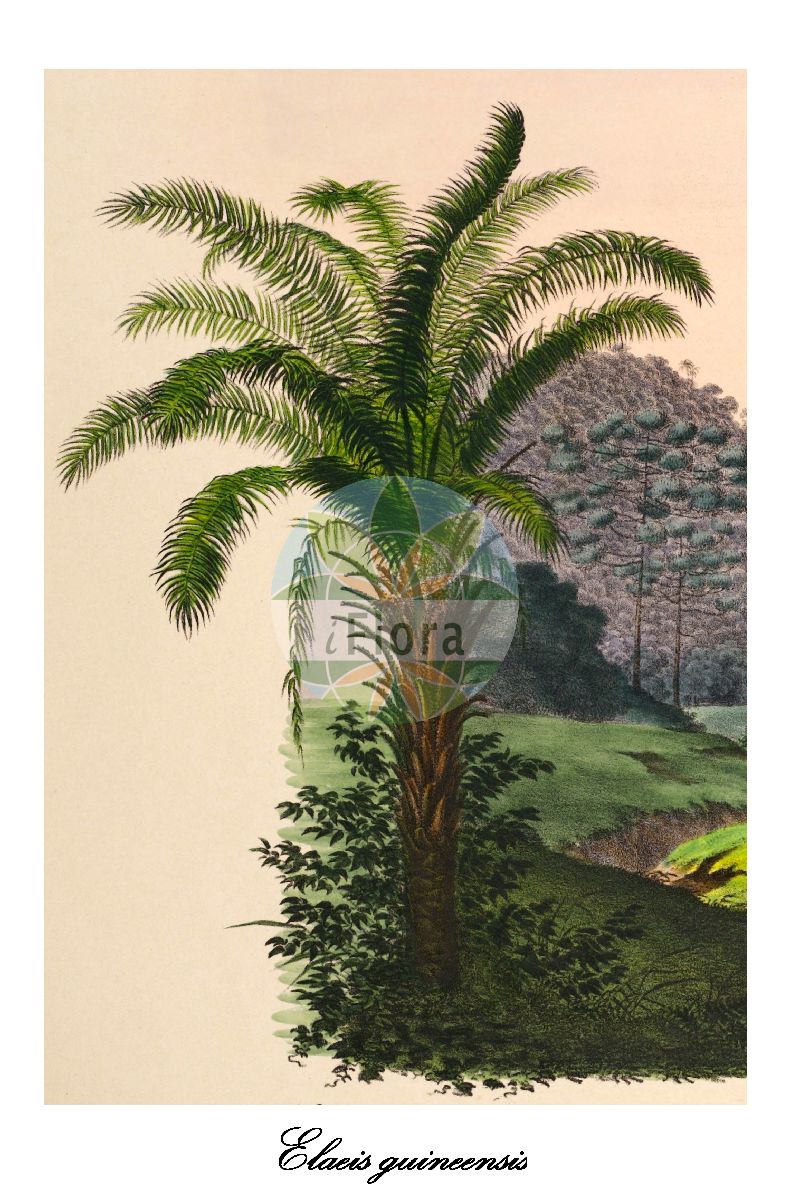 Historische Abbildung von Elaeis guineensis (Afrikanische Ölpalme - African oil palm). Das Bild zeigt Blatt, Bluete, Frucht und Same. ---- Historical Drawing of Elaeis guineensis (Afrikanische Ölpalme - African oil palm). The image is showing leaf, flower, fruit and seed.(Elaeis guineensis,Afrikanische Ölpalme,African oil palm,Elaeis,Oil palm,Arecaceae,Palmengewächse,Palm family,Blatt,Bluete,Frucht,Same,leaf,flower,fruit,seed,von Martius (1823-1850))