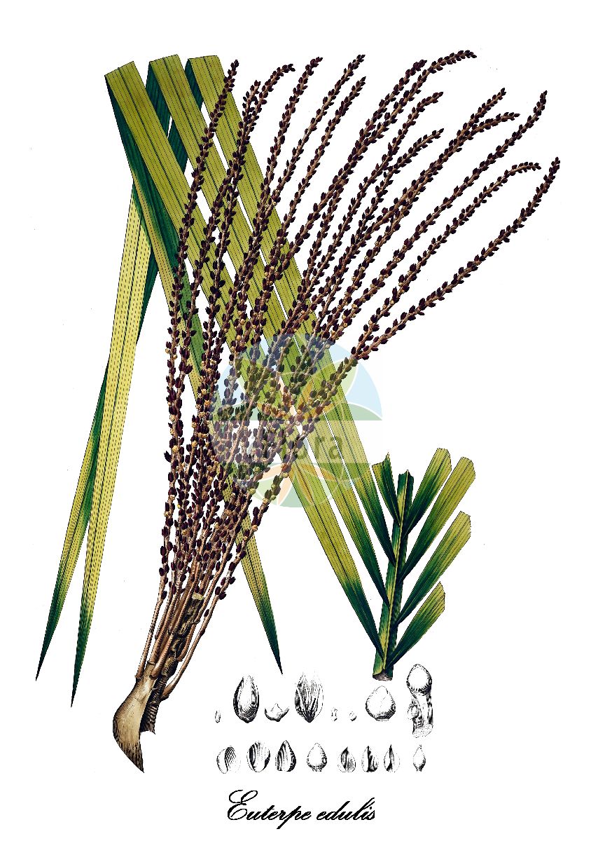 Historische Abbildung von Euterpe edulis. Das Bild zeigt Blatt, Bluete, Frucht und Same. ---- Historical Drawing of Euterpe edulis. The image is showing leaf, flower, fruit and seed.(Euterpe edulis,Euterpe,Arecaceae,Palmengewächse,Palm family,Blatt,Bluete,Frucht,Same,leaf,flower,fruit,seed,von Martius (1823-1850))