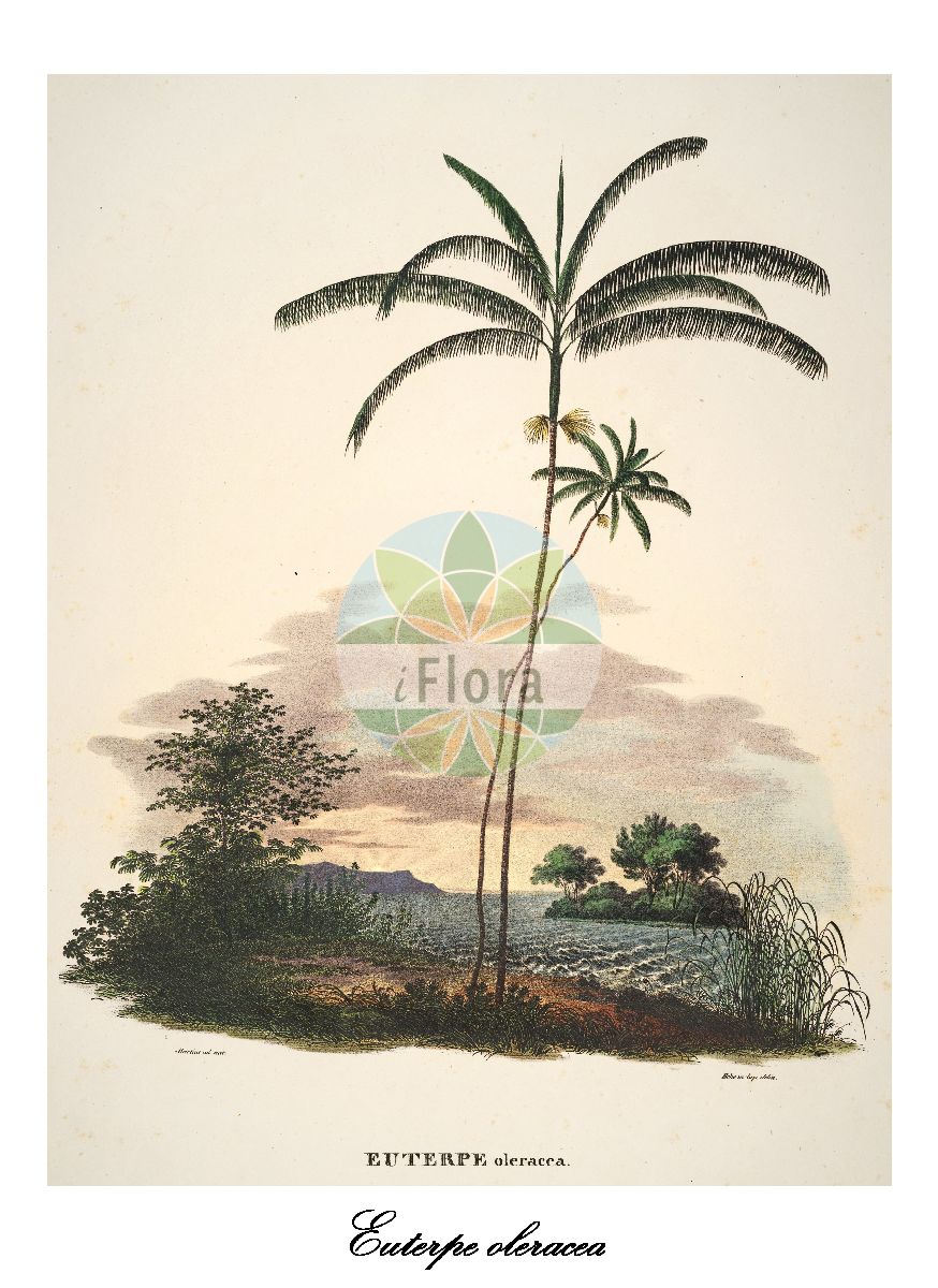 Historische Abbildung von Euterpe oleracea. Das Bild zeigt Blatt, Bluete, Frucht und Same. ---- Historical Drawing of Euterpe oleracea. The image is showing leaf, flower, fruit and seed.(Euterpe oleracea,Euterpe,Arecaceae,Palmengewächse,Palm family,Blatt,Bluete,Frucht,Same,leaf,flower,fruit,seed,von Martius (1823-1850))