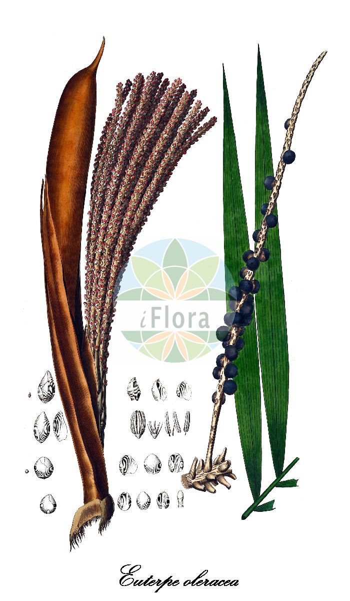 Historische Abbildung von Euterpe oleracea. Das Bild zeigt Blatt, Bluete, Frucht und Same. ---- Historical Drawing of Euterpe oleracea. The image is showing leaf, flower, fruit and seed.(Euterpe oleracea,Euterpe,Arecaceae,Palmengewächse,Palm family,Blatt,Bluete,Frucht,Same,leaf,flower,fruit,seed,von Martius (1823-1850))