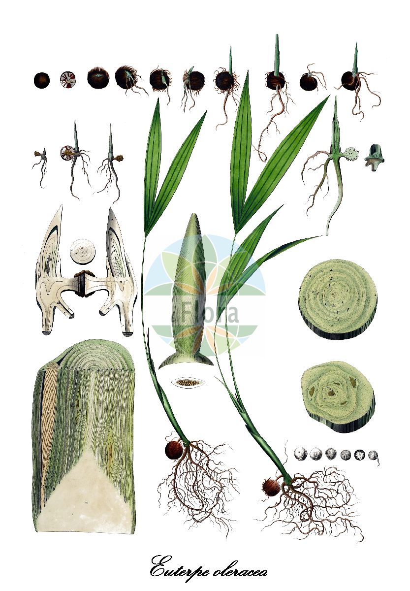 Historische Abbildung von Euterpe oleracea. Das Bild zeigt Blatt, Bluete, Frucht und Same. ---- Historical Drawing of Euterpe oleracea. The image is showing leaf, flower, fruit and seed.(Euterpe oleracea,Euterpe,Arecaceae,Palmengewächse,Palm family,Blatt,Bluete,Frucht,Same,leaf,flower,fruit,seed,von Martius (1823-1850))