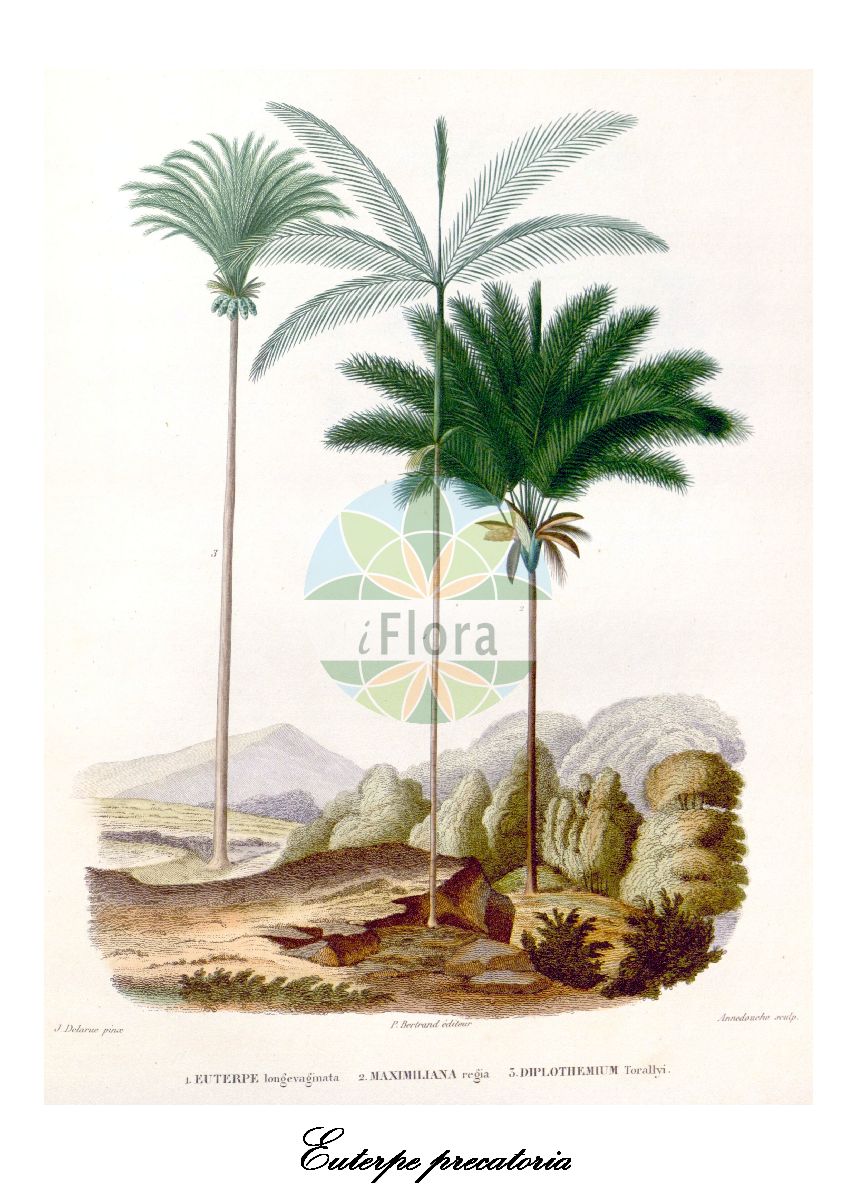 Historische Abbildung von Euterpe precatoria. Das Bild zeigt Blatt, Bluete, Frucht und Same. ---- Historical Drawing of Euterpe precatoria. The image is showing leaf, flower, fruit and seed.(Euterpe precatoria,Euterpe,Arecaceae,Palmengewächse,Palm family,Blatt,Bluete,Frucht,Same,leaf,flower,fruit,seed,d’Orbigny (1847))