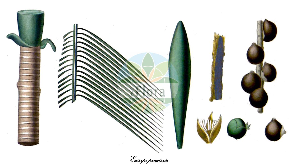 Historische Abbildung von Euterpe precatoria. Das Bild zeigt Blatt, Bluete, Frucht und Same. ---- Historical Drawing of Euterpe precatoria. The image is showing leaf, flower, fruit and seed.(Euterpe precatoria,Euterpe,Arecaceae,Palmengewächse,Palm family,Blatt,Bluete,Frucht,Same,leaf,flower,fruit,seed,d’Orbigny (1847))