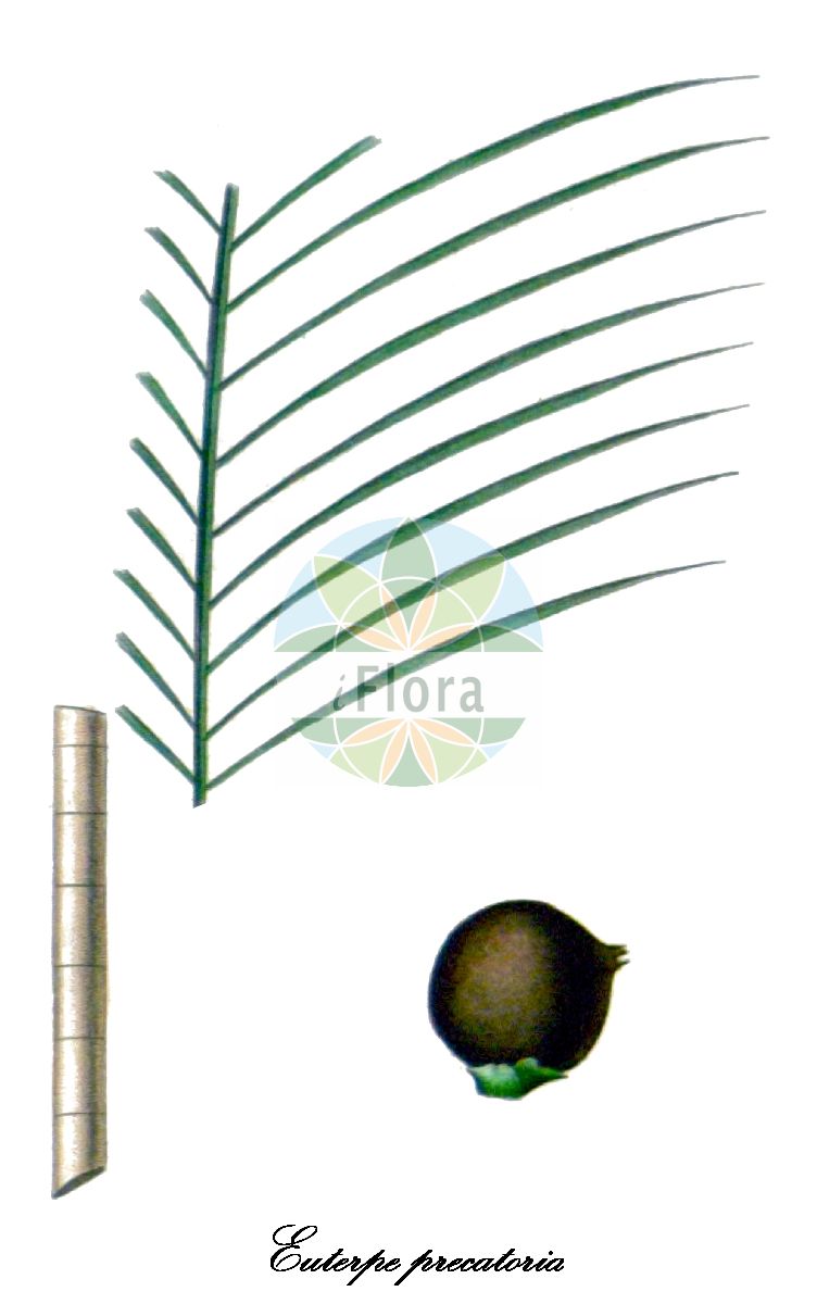 Historische Abbildung von Euterpe precatoria. Das Bild zeigt Blatt, Bluete, Frucht und Same. ---- Historical Drawing of Euterpe precatoria. The image is showing leaf, flower, fruit and seed.(Euterpe precatoria,Euterpe,Arecaceae,Palmengewächse,Palm family,Blatt,Bluete,Frucht,Same,leaf,flower,fruit,seed,d’Orbigny (1847))