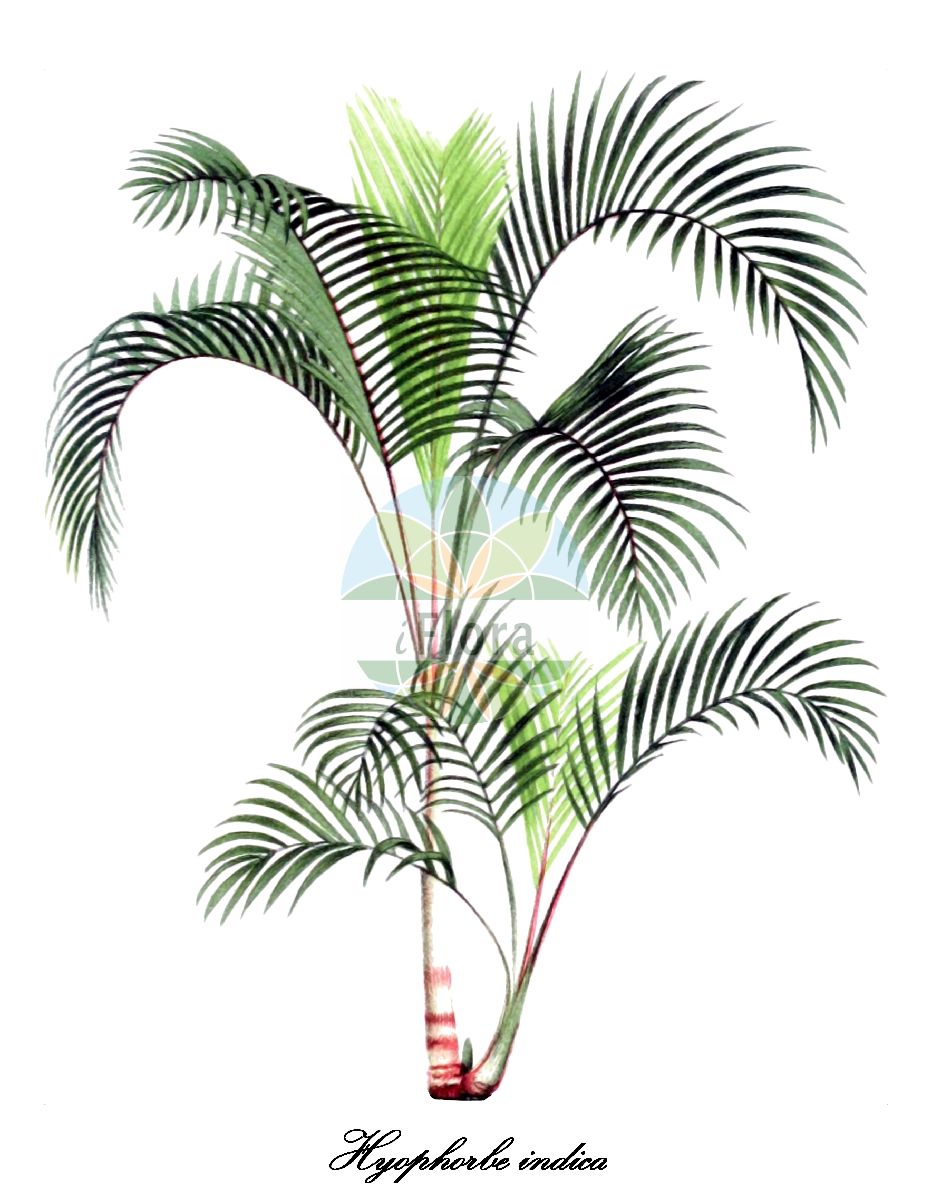 Historische Abbildung von Hyophorbe indica. Das Bild zeigt Blatt, Bluete, Frucht und Same. ---- Historical Drawing of Hyophorbe indica. The image is showing leaf, flower, fruit and seed.(Hyophorbe indica,Hyophorbe,Arecaceae,Palmengewächse,Palm family,Blatt,Bluete,Frucht,Same,leaf,flower,fruit,seed,de Kerchove de Denterghem (1878))
