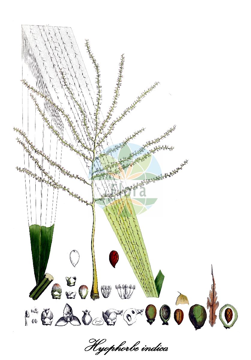 Historische Abbildung von Hyophorbe indica. Das Bild zeigt Blatt, Bluete, Frucht und Same. ---- Historical Drawing of Hyophorbe indica. The image is showing leaf, flower, fruit and seed.(Hyophorbe indica,Hyophorbe,Arecaceae,Palmengewächse,Palm family,Blatt,Bluete,Frucht,Same,leaf,flower,fruit,seed,von Martius (1823-1850))