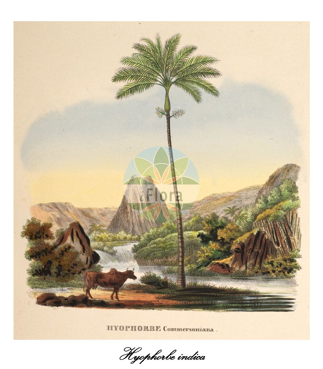 Historische Abbildung von Hyophorbe indica. Das Bild zeigt Blatt, Bluete, Frucht und Same. ---- Historical Drawing of Hyophorbe indica. The image is showing leaf, flower, fruit and seed.(Hyophorbe indica,Hyophorbe,Arecaceae,Palmengewächse,Palm family,Blatt,Bluete,Frucht,Same,leaf,flower,fruit,seed,von Martius (1823-1850))