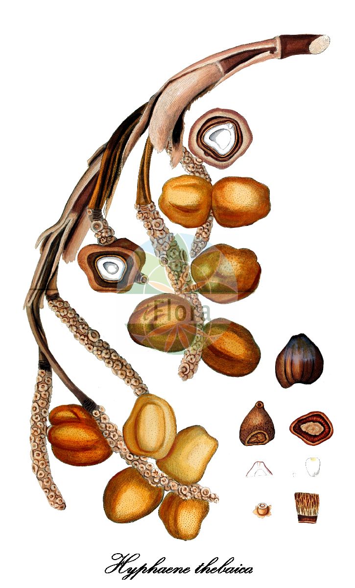 Historische Abbildung von Hyphaene thebaica. Das Bild zeigt Blatt, Bluete, Frucht und Same. ---- Historical Drawing of Hyphaene thebaica. The image is showing leaf, flower, fruit and seed.(Hyphaene thebaica,Chamaeriphes crinita,Chamaeriphes thebaica,Corypha thebaica,Cucifera thebaica,Douma thebaica,Hyphaene baikieana,Hyphaene crinita,Hyphaene dahomeensis,Hyphaene dankaliensis,Hyphaene nodularia,Hyphaene occidentalis,Hyphaene santoana,Hyphaene sinaitica,Hyphaene togoensis,Hyphaene tuleyana,Palma thebaica,Hyphaene,Dumpalme,Arecaceae,Palmengewächse,Palm family,Blatt,Bluete,Frucht,Same,leaf,flower,fruit,seed,von Jacquin (1809))