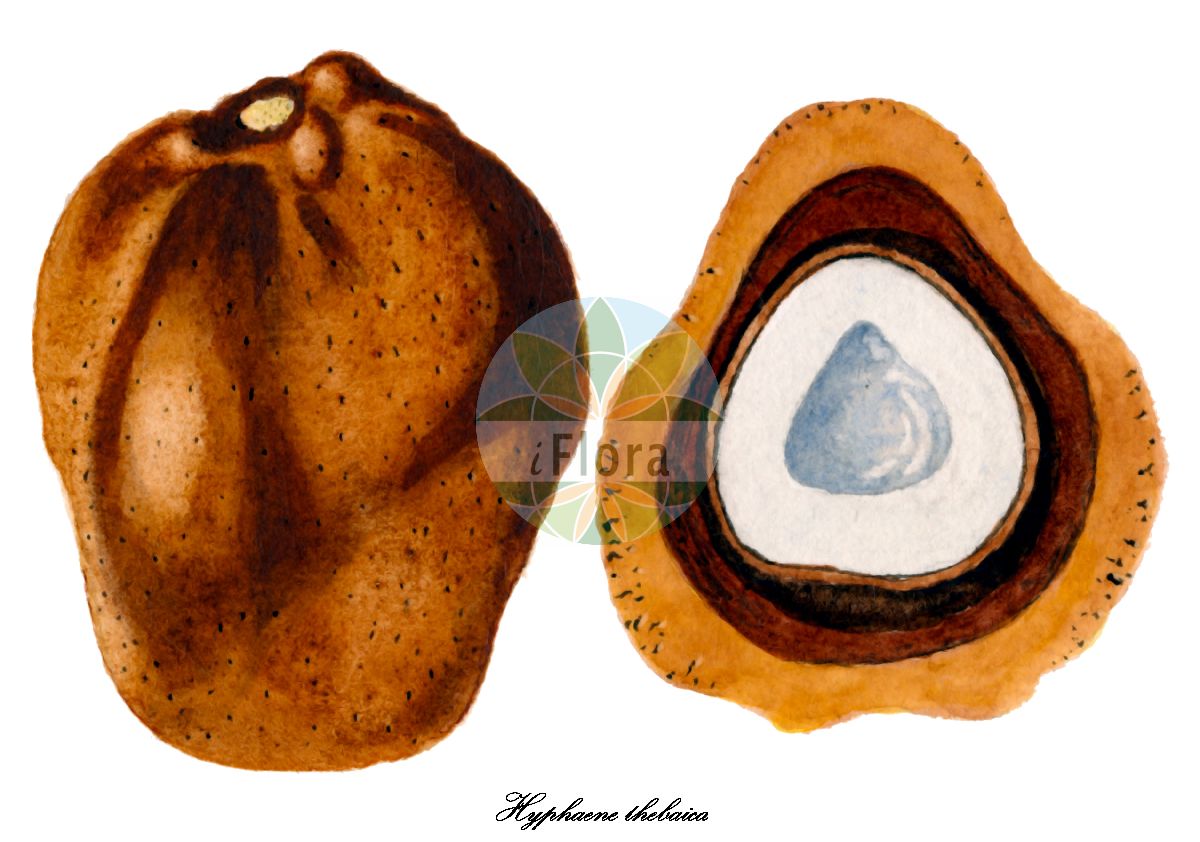 Historische Abbildung von Hyphaene thebaica. Das Bild zeigt Blatt, Bluete, Frucht und Same. ---- Historical Drawing of Hyphaene thebaica. The image is showing leaf, flower, fruit and seed.(Hyphaene thebaica,Chamaeriphes crinita,Chamaeriphes thebaica,Corypha thebaica,Cucifera thebaica,Douma thebaica,Hyphaene baikieana,Hyphaene crinita,Hyphaene dahomeensis,Hyphaene dankaliensis,Hyphaene nodularia,Hyphaene occidentalis,Hyphaene santoana,Hyphaene sinaitica,Hyphaene togoensis,Hyphaene tuleyana,Palma thebaica,Hyphaene,Dumpalme,Arecaceae,Palmengewächse,Palm family,Blatt,Bluete,Frucht,Same,leaf,flower,fruit,seed,USDA Pomological Watercolor Collection (1872-1948))