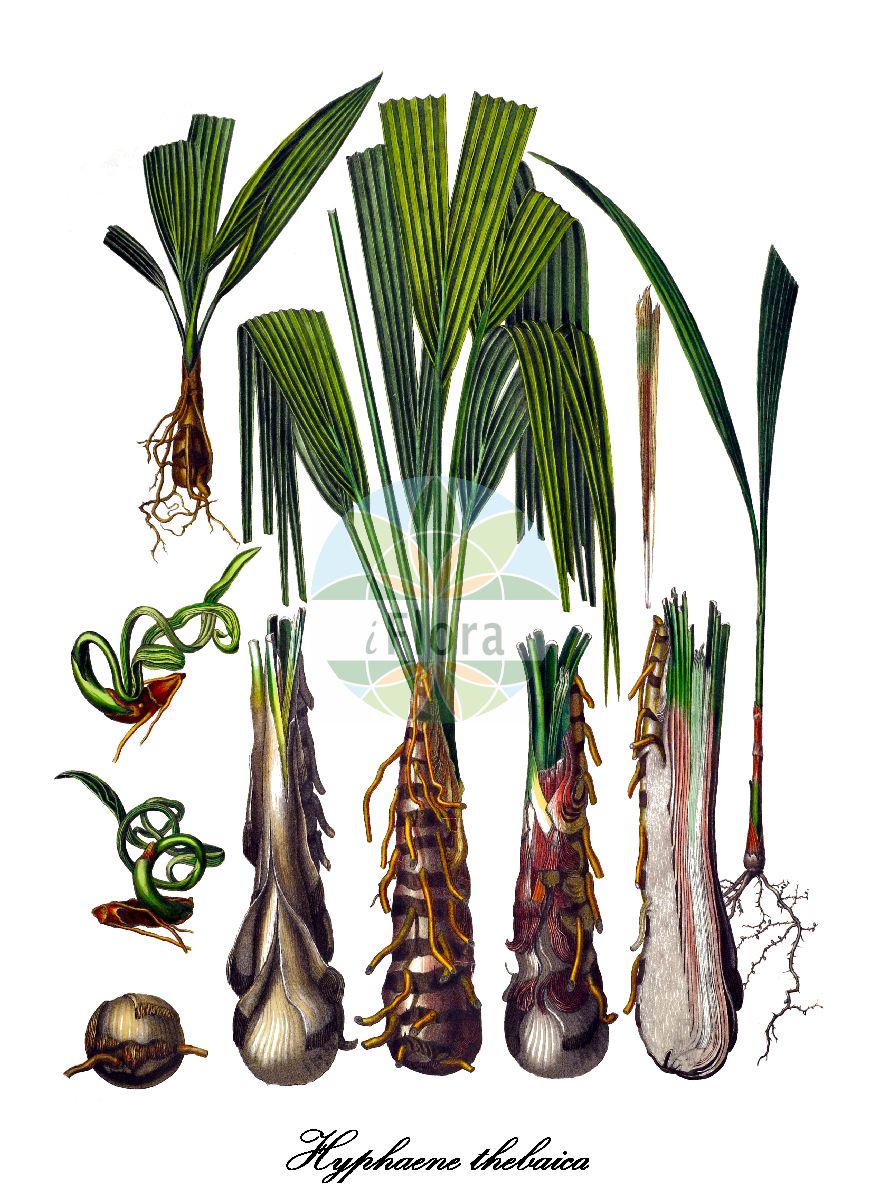 Historische Abbildung von Hyphaene thebaica. Das Bild zeigt Blatt, Bluete, Frucht und Same. ---- Historical Drawing of Hyphaene thebaica. The image is showing leaf, flower, fruit and seed.(Hyphaene thebaica,Chamaeriphes crinita,Chamaeriphes thebaica,Corypha thebaica,Cucifera thebaica,Douma thebaica,Hyphaene baikieana,Hyphaene crinita,Hyphaene dahomeensis,Hyphaene dankaliensis,Hyphaene nodularia,Hyphaene occidentalis,Hyphaene santoana,Hyphaene sinaitica,Hyphaene togoensis,Hyphaene tuleyana,Palma thebaica,Hyphaene,Dumpalme,Arecaceae,Palmengewächse,Palm family,Blatt,Bluete,Frucht,Same,leaf,flower,fruit,seed,von Martius (1823-1850))