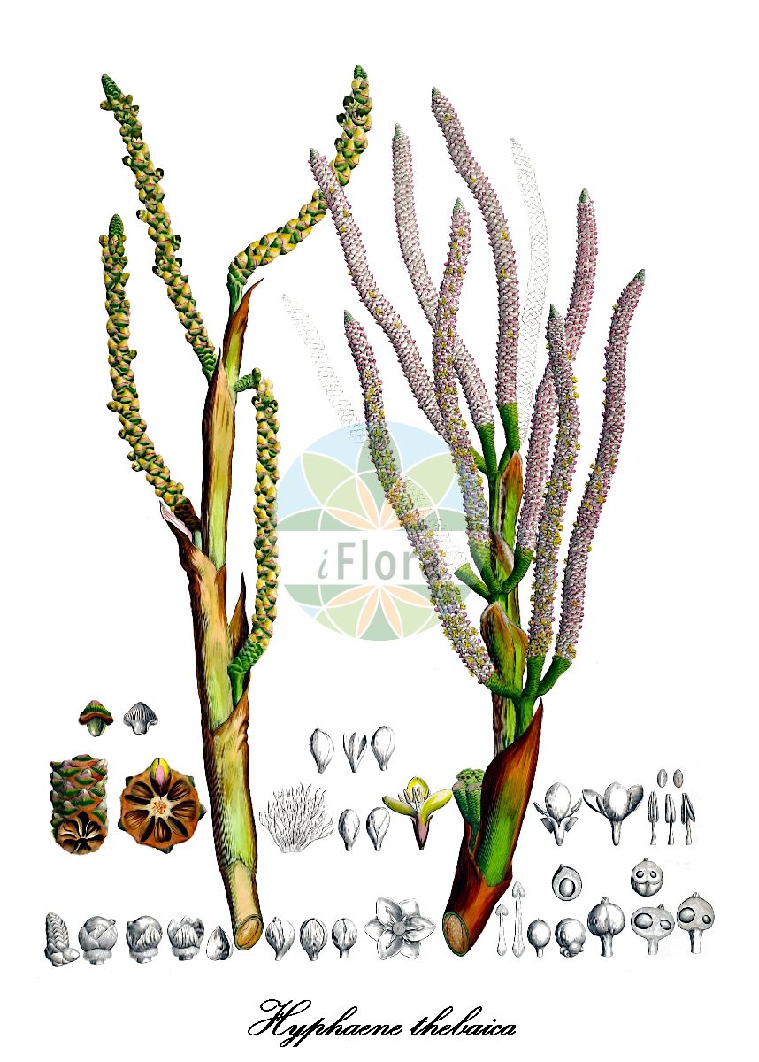 Historische Abbildung von Hyphaene thebaica. Das Bild zeigt Blatt, Bluete, Frucht und Same. ---- Historical Drawing of Hyphaene thebaica. The image is showing leaf, flower, fruit and seed.(Hyphaene thebaica,Chamaeriphes crinita,Chamaeriphes thebaica,Corypha thebaica,Cucifera thebaica,Douma thebaica,Hyphaene baikieana,Hyphaene crinita,Hyphaene dahomeensis,Hyphaene dankaliensis,Hyphaene nodularia,Hyphaene occidentalis,Hyphaene santoana,Hyphaene sinaitica,Hyphaene togoensis,Hyphaene tuleyana,Palma thebaica,Hyphaene,Dumpalme,Arecaceae,Palmengewächse,Palm family,Blatt,Bluete,Frucht,Same,leaf,flower,fruit,seed,von Martius (1823-1850))