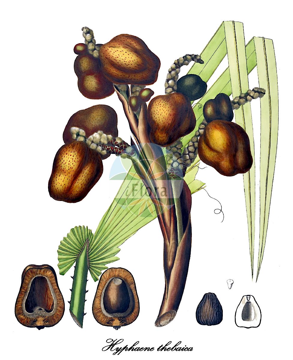 Historische Abbildung von Hyphaene thebaica. Das Bild zeigt Blatt, Bluete, Frucht und Same. ---- Historical Drawing of Hyphaene thebaica. The image is showing leaf, flower, fruit and seed.(Hyphaene thebaica,Chamaeriphes crinita,Chamaeriphes thebaica,Corypha thebaica,Cucifera thebaica,Douma thebaica,Hyphaene baikieana,Hyphaene crinita,Hyphaene dahomeensis,Hyphaene dankaliensis,Hyphaene nodularia,Hyphaene occidentalis,Hyphaene santoana,Hyphaene sinaitica,Hyphaene togoensis,Hyphaene tuleyana,Palma thebaica,Hyphaene,Dumpalme,Arecaceae,Palmengewächse,Palm family,Blatt,Bluete,Frucht,Same,leaf,flower,fruit,seed,von Martius (1823-1850))