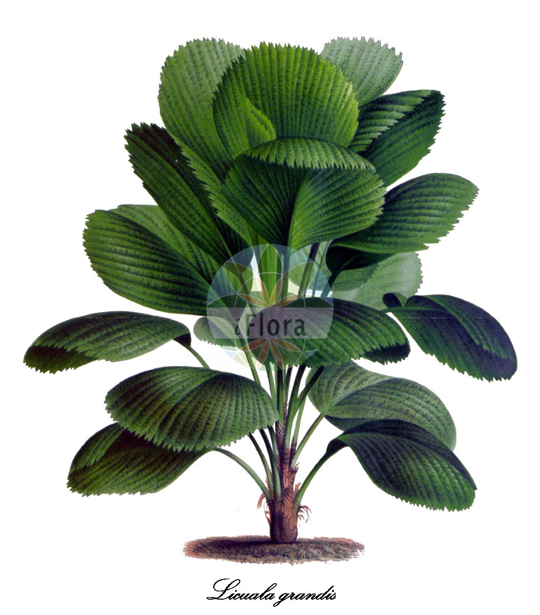 Historische Abbildung von Licuala grandis (Licualapalme). Das Bild zeigt Blatt, Bluete, Frucht und Same. ---- Historical Drawing of Licuala grandis (Licualapalme). The image is showing leaf, flower, fruit and seed.(Licuala grandis,Licualapalme,Licuala,Arecaceae,Palmengewächse,Palm family,Blatt,Bluete,Frucht,Same,leaf,flower,fruit,seed,L’ Illustration horticole (1871))