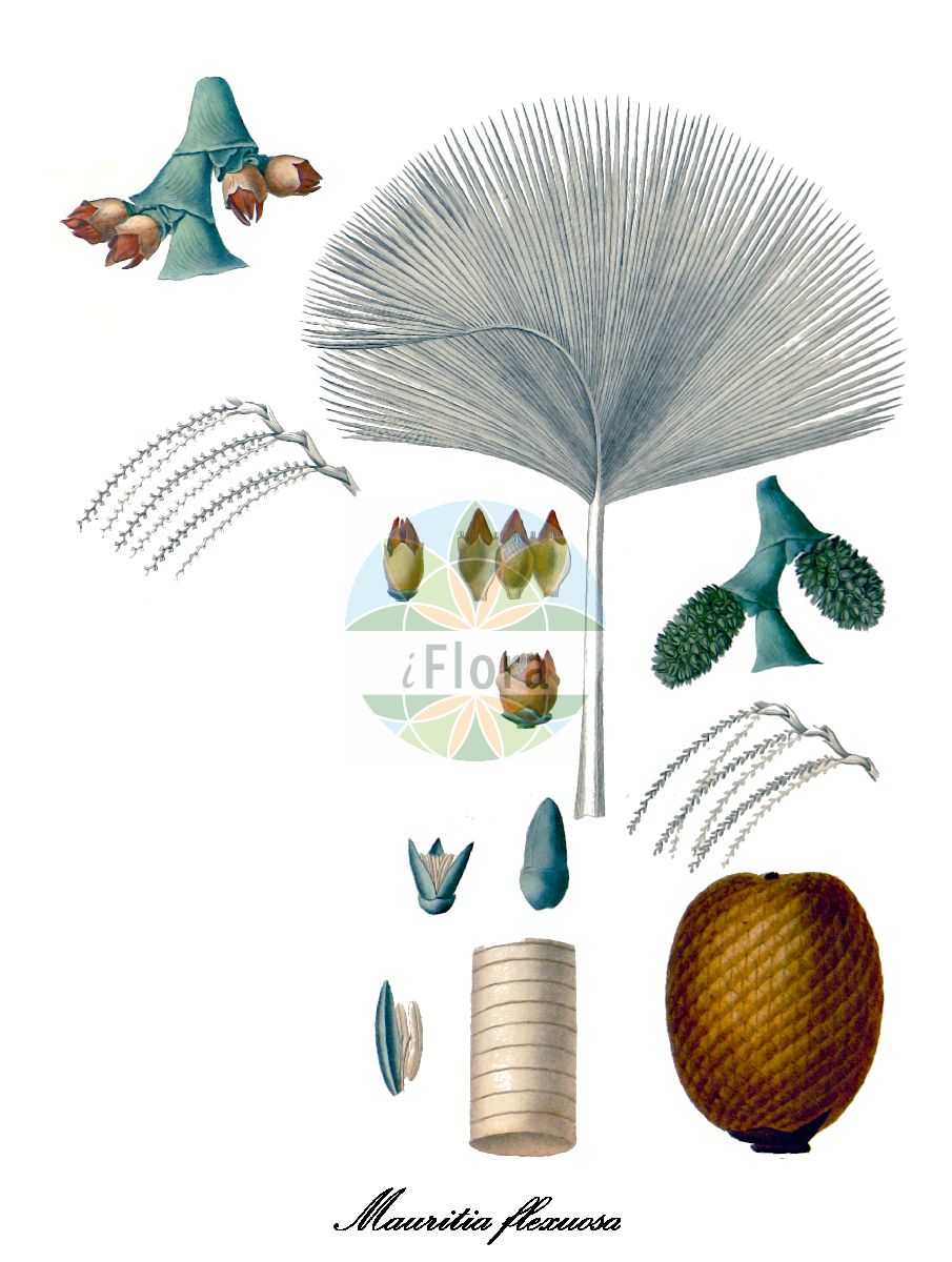 Historische Abbildung von Mauritia flexuosa. Das Bild zeigt Blatt, Bluete, Frucht und Same. ---- Historical Drawing of Mauritia flexuosa. The image is showing leaf, flower, fruit and seed.(Mauritia flexuosa,Mauritia,Arecaceae,Palmengewächse,Palm family,Blatt,Bluete,Frucht,Same,leaf,flower,fruit,seed,d’Orbigny (1847))