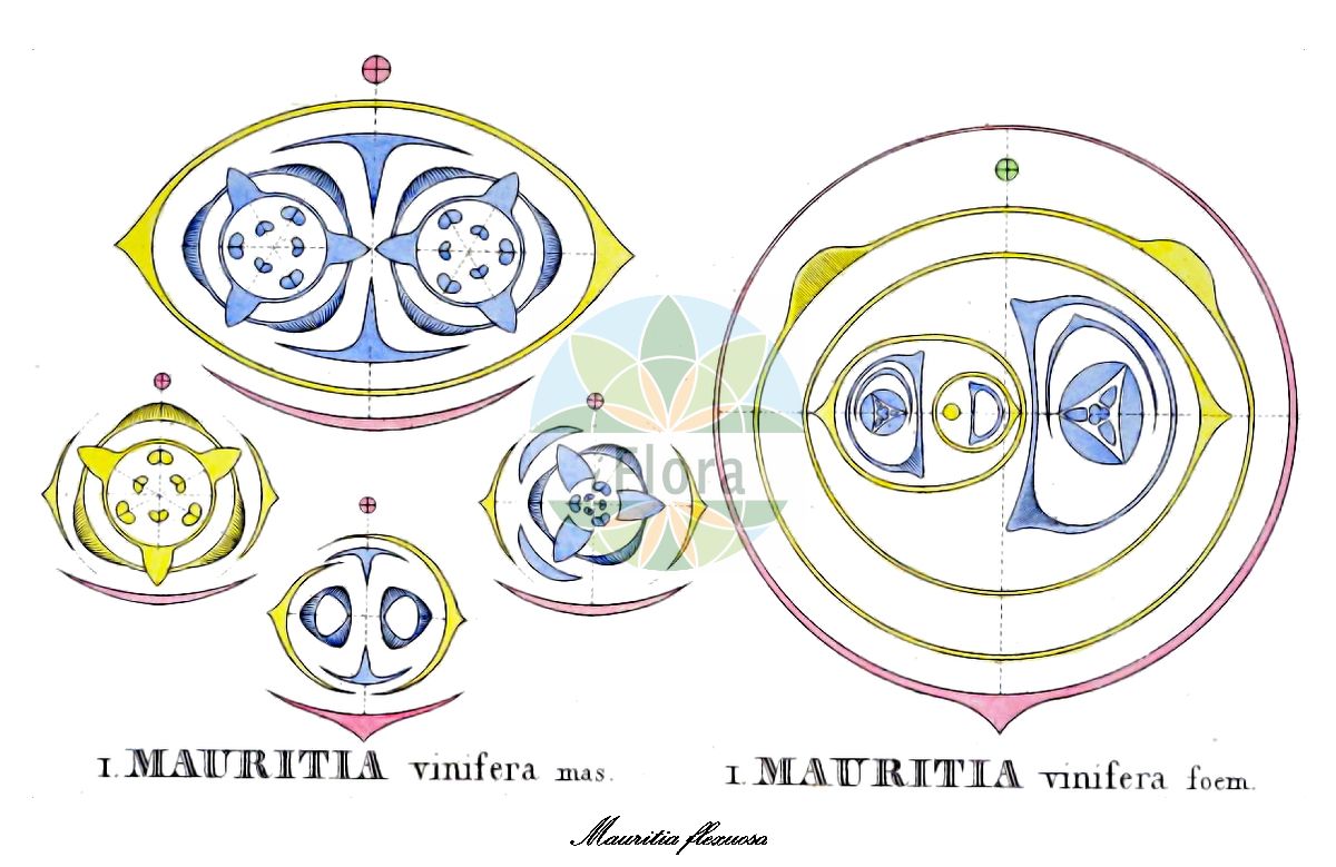 Historische Abbildung von Mauritia flexuosa. Das Bild zeigt Blatt, Bluete, Frucht und Same. ---- Historical Drawing of Mauritia flexuosa. The image is showing leaf, flower, fruit and seed.(Mauritia flexuosa,Mauritia,Arecaceae,Palmengewächse,Palm family,Blatt,Bluete,Frucht,Same,leaf,flower,fruit,seed,von Martius (1823-1850))