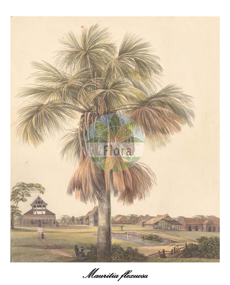 Historische Abbildung von Mauritia flexuosa. Das Bild zeigt Blatt, Bluete, Frucht und Same. ---- Historical Drawing of Mauritia flexuosa. The image is showing leaf, flower, fruit and seed.(Mauritia flexuosa,Mauritia,Arecaceae,Palmengewächse,Palm family,Blatt,Bluete,Frucht,Same,leaf,flower,fruit,seed,von Panhuys (1811-1824))