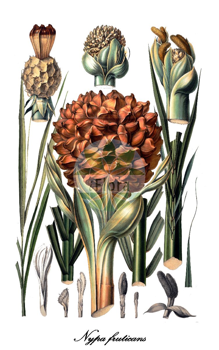 Historische Abbildung von Nypa fruticans. Das Bild zeigt Blatt, Bluete, Frucht und Same. ---- Historical Drawing of Nypa fruticans. The image is showing leaf, flower, fruit and seed.(Nypa fruticans,Nypa,Arecaceae,Palmengewächse,Palm family,Blatt,Bluete,Frucht,Same,leaf,flower,fruit,seed,Blume (1835-1848))