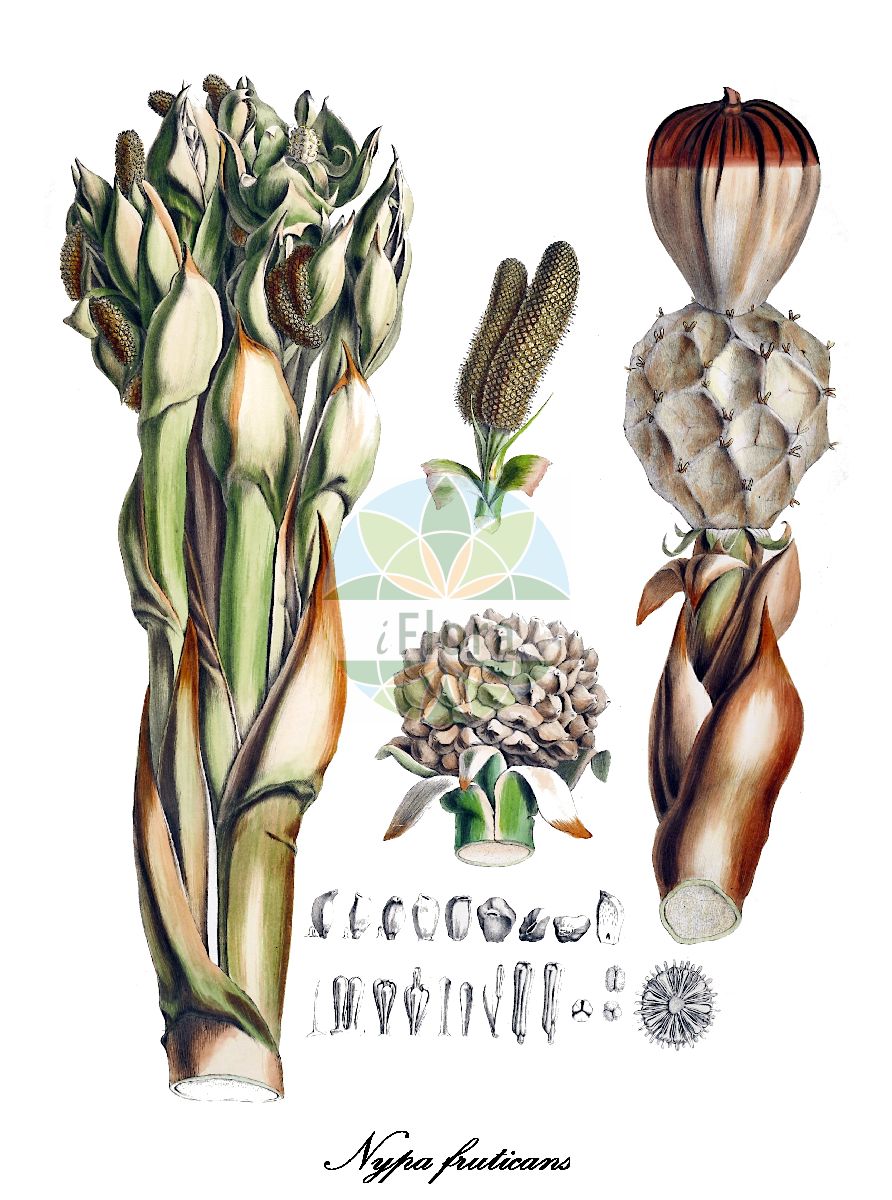 Historische Abbildung von Nypa fruticans. Das Bild zeigt Blatt, Bluete, Frucht und Same. ---- Historical Drawing of Nypa fruticans. The image is showing leaf, flower, fruit and seed.(Nypa fruticans,Nypa,Arecaceae,Palmengewächse,Palm family,Blatt,Bluete,Frucht,Same,leaf,flower,fruit,seed,von Martius (1823-1850))