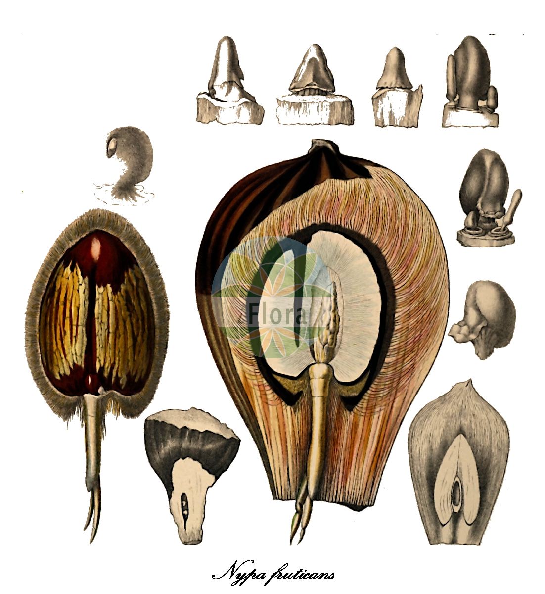 Historische Abbildung von Nypa fruticans. Das Bild zeigt Blatt, Bluete, Frucht und Same. ---- Historical Drawing of Nypa fruticans. The image is showing leaf, flower, fruit and seed.(Nypa fruticans,Nypa,Arecaceae,Palmengewächse,Palm family,Blatt,Bluete,Frucht,Same,leaf,flower,fruit,seed,von Martius (1823-1850))