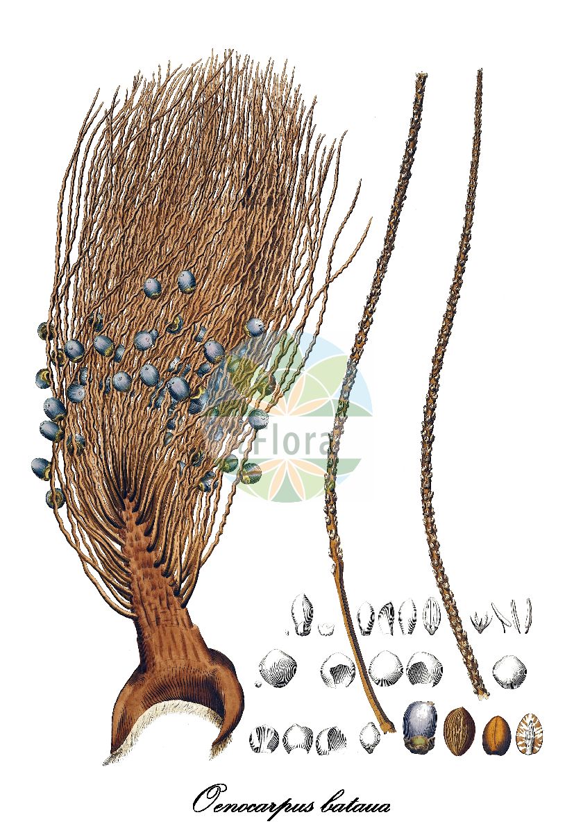 Historische Abbildung von Oenocarpus bataua. Das Bild zeigt Blatt, Bluete, Frucht und Same. ---- Historical Drawing of Oenocarpus bataua. The image is showing leaf, flower, fruit and seed.(Oenocarpus bataua,Oenocarpus,Arecaceae,Palmengewächse,Palm family,Blatt,Bluete,Frucht,Same,leaf,flower,fruit,seed,von Martius (1823-1850))