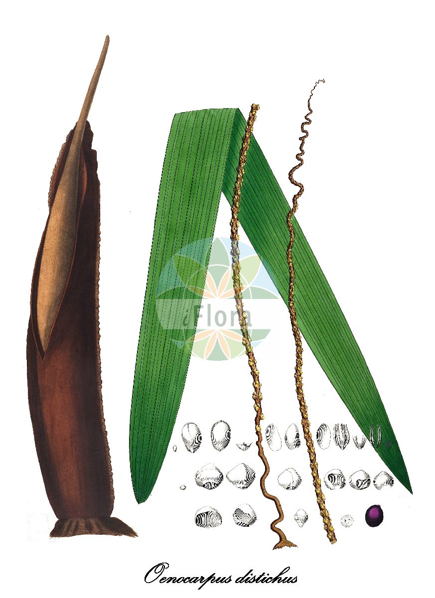 Historische Abbildung von Oenocarpus distichus. Das Bild zeigt Blatt, Bluete, Frucht und Same. ---- Historical Drawing of Oenocarpus distichus. The image is showing leaf, flower, fruit and seed.(Oenocarpus distichus,Oenocarpus,Arecaceae,Palmengewächse,Palm family,Blatt,Bluete,Frucht,Same,leaf,flower,fruit,seed,von Martius (1823-1850))