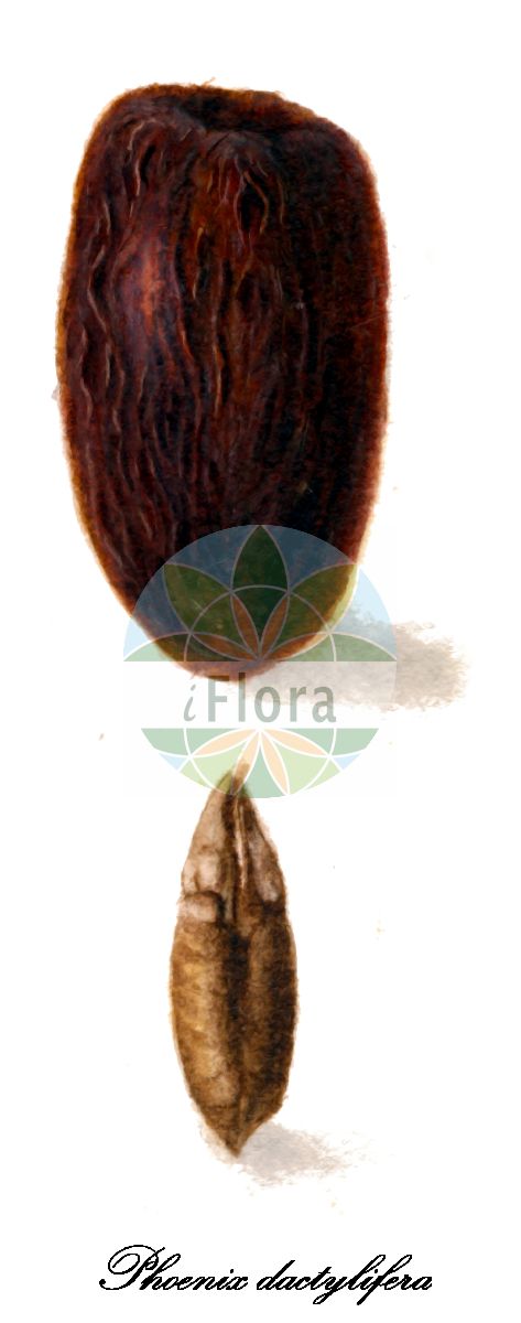 Historische Abbildung von Phoenix dactylifera (Echte Dattelpalme). Das Bild zeigt Blatt, Bluete, Frucht und Same. ---- Historical Drawing of Phoenix dactylifera (Echte Dattelpalme). The image is showing leaf, flower, fruit and seed.(Phoenix dactylifera,Echte Dattelpalme,Palma dactylifera,Palma major,Phoenix chevalieri,Phoenix excelsior,Phoenix iberica,Phoenix,Dattelpalme,Date palm,Arecaceae,Palmengewächse,Palm family,Blatt,Bluete,Frucht,Same,leaf,flower,fruit,seed,USDA Pomological Watercolor Collection (1872-1948))