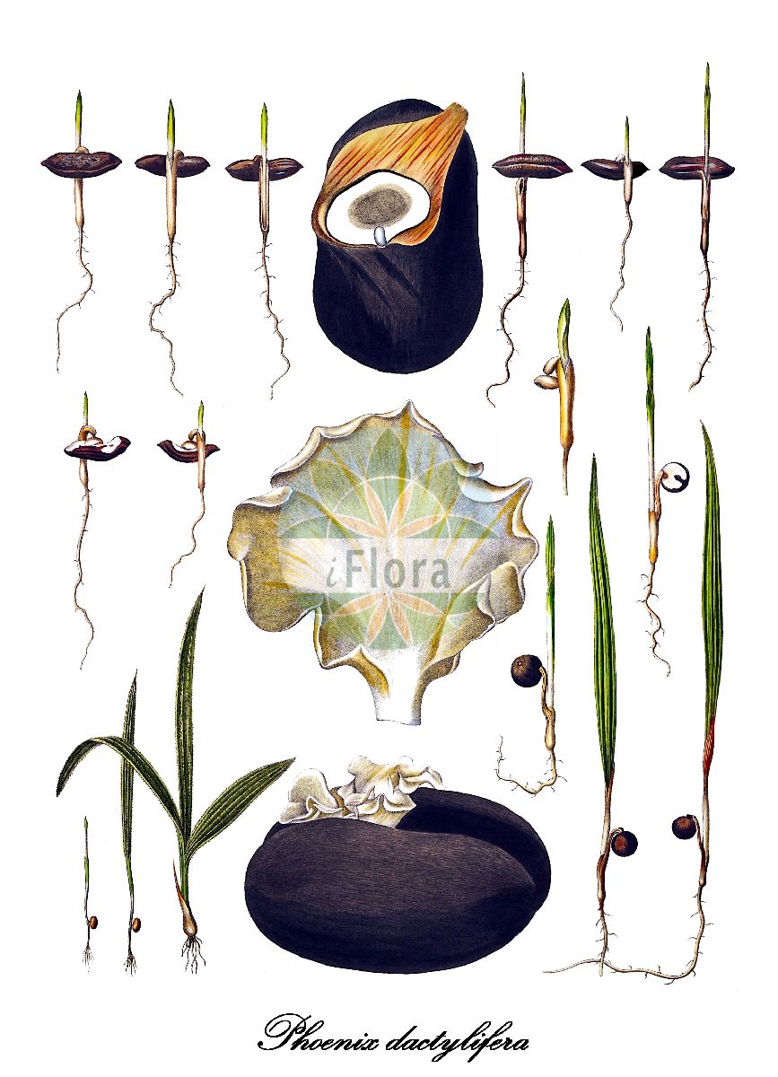Historische Abbildung von Phoenix dactylifera (Echte Dattelpalme). Das Bild zeigt Blatt, Bluete, Frucht und Same. ---- Historical Drawing of Phoenix dactylifera (Echte Dattelpalme). The image is showing leaf, flower, fruit and seed.(Phoenix dactylifera,Echte Dattelpalme,Palma dactylifera,Palma major,Phoenix chevalieri,Phoenix excelsior,Phoenix iberica,Phoenix,Dattelpalme,Date palm,Arecaceae,Palmengewächse,Palm family,Blatt,Bluete,Frucht,Same,leaf,flower,fruit,seed,von Martius (1823-1850))