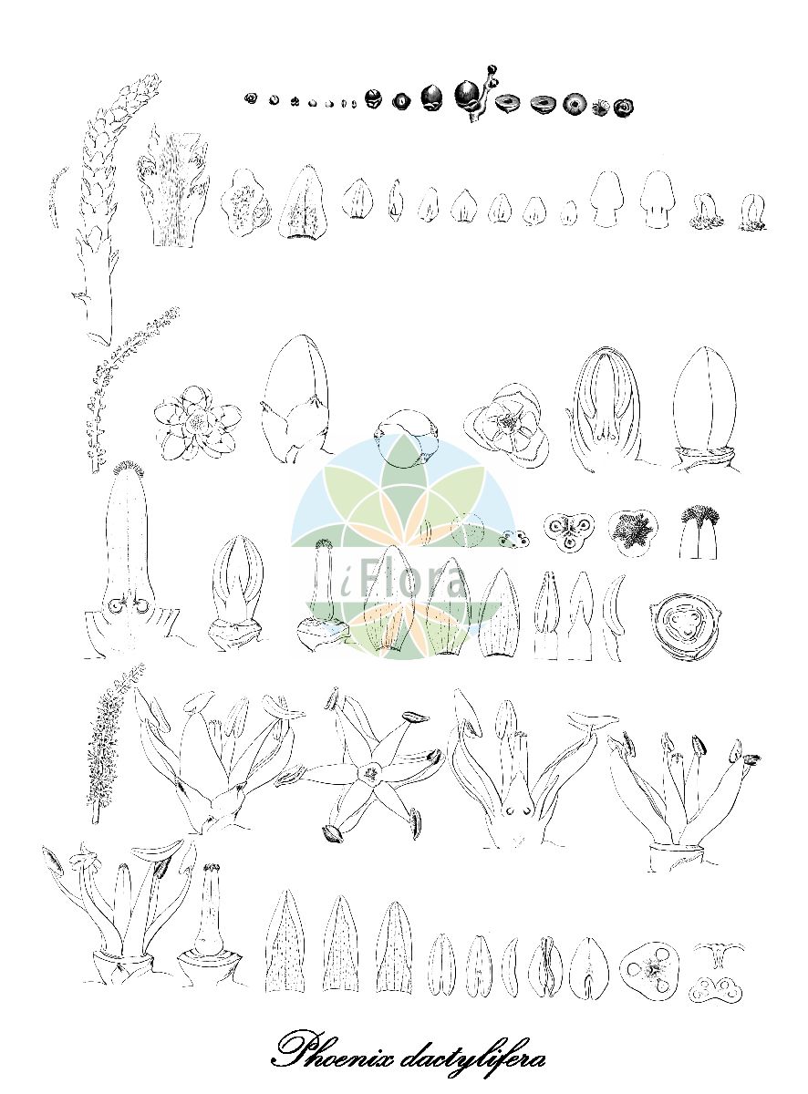 Historische Abbildung von Phoenix dactylifera (Echte Dattelpalme). Das Bild zeigt Blatt, Bluete, Frucht und Same. ---- Historical Drawing of Phoenix dactylifera (Echte Dattelpalme). The image is showing leaf, flower, fruit and seed.(Phoenix dactylifera,Echte Dattelpalme,Palma dactylifera,Palma major,Phoenix chevalieri,Phoenix excelsior,Phoenix iberica,Phoenix,Dattelpalme,Date palm,Arecaceae,Palmengewächse,Palm family,Blatt,Bluete,Frucht,Same,leaf,flower,fruit,seed,von Martius (1823-1850))