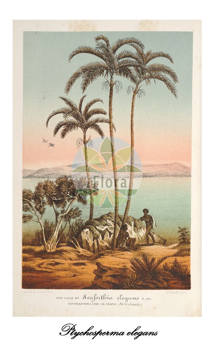 Historische Abbildung von Ptychosperma elegans (Solitaire palm). Das Bild zeigt Blatt, Bluete, Frucht und Same. ---- Historical Drawing of Ptychosperma elegans (Solitaire palm). The image is showing leaf, flower, fruit and seed.(Ptychosperma elegans,Solitaire palm,Ptychosperma,Solitaire palm,Arecaceae,Palmengewächse,Palm family,Blatt,Bluete,Frucht,Same,leaf,flower,fruit,seed,L’ Illustration horticole (1861))