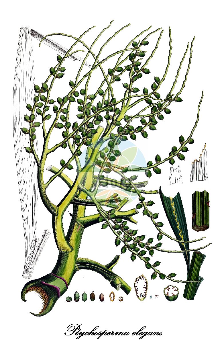 Historische Abbildung von Ptychosperma elegans (Solitaire palm). Das Bild zeigt Blatt, Bluete, Frucht und Same. ---- Historical Drawing of Ptychosperma elegans (Solitaire palm). The image is showing leaf, flower, fruit and seed.(Ptychosperma elegans,Solitaire palm,Ptychosperma,Solitaire palm,Arecaceae,Palmengewächse,Palm family,Blatt,Bluete,Frucht,Same,leaf,flower,fruit,seed,von Martius (1823-1850))