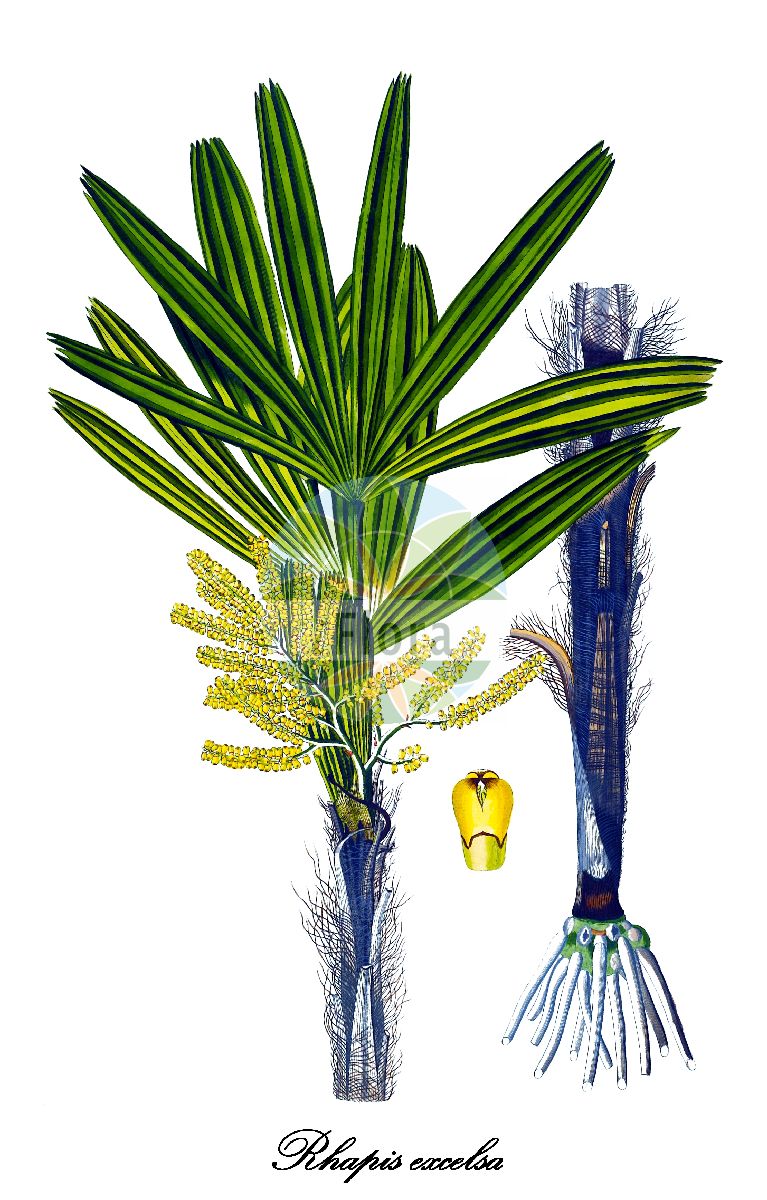 Historische Abbildung von Rhapis excelsa (Steckenpalme). Das Bild zeigt Blatt, Bluete, Frucht und Same. ---- Historical Drawing of Rhapis excelsa (Steckenpalme). The image is showing leaf, flower, fruit and seed.(Rhapis excelsa,Steckenpalme,Rhapis,Arecaceae,Palmengewächse,Palm family,Blatt,Bluete,Frucht,Same,leaf,flower,fruit,seed,von Jacquin (1797-1804))