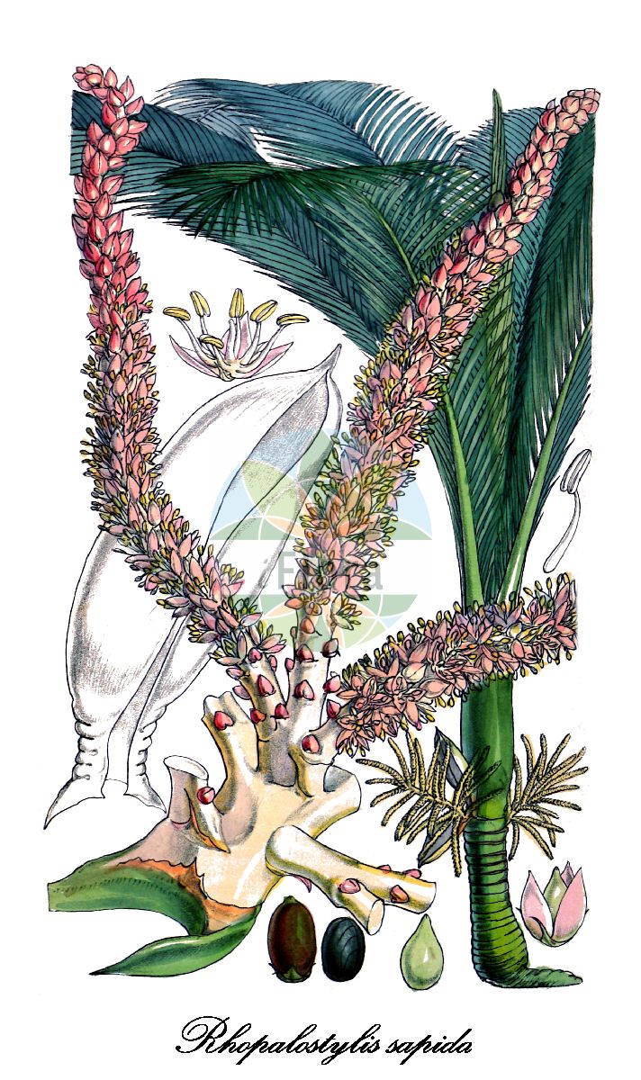 Historische Abbildung von Rhopalostylis sapida. Das Bild zeigt Blatt, Bluete, Frucht und Same. ---- Historical Drawing of Rhopalostylis sapida. The image is showing leaf, flower, fruit and seed.(Rhopalostylis sapida,Rhopalostylis,Nikaupalme,Arecaceae,Palmengewächse,Palm family,Blatt,Bluete,Frucht,Same,leaf,flower,fruit,seed,Curtis Botanical Magazine (1859))