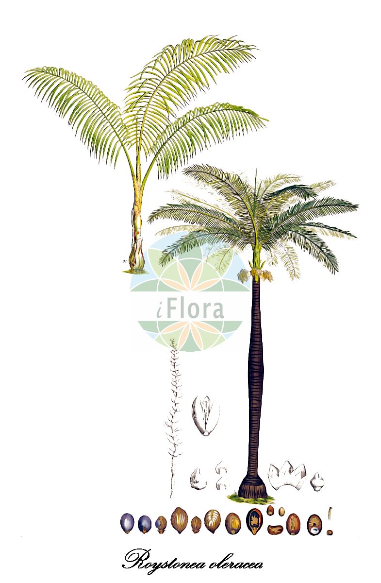 Historische Abbildung von Roystonea oleracea. Das Bild zeigt Blatt, Bluete, Frucht und Same. ---- Historical Drawing of Roystonea oleracea. The image is showing leaf, flower, fruit and seed.(Roystonea oleracea,Roystonea,Royal palm palm,Arecaceae,Palmengewächse,Palm family,Blatt,Bluete,Frucht,Same,leaf,flower,fruit,seed,von Martius (1823-1850))