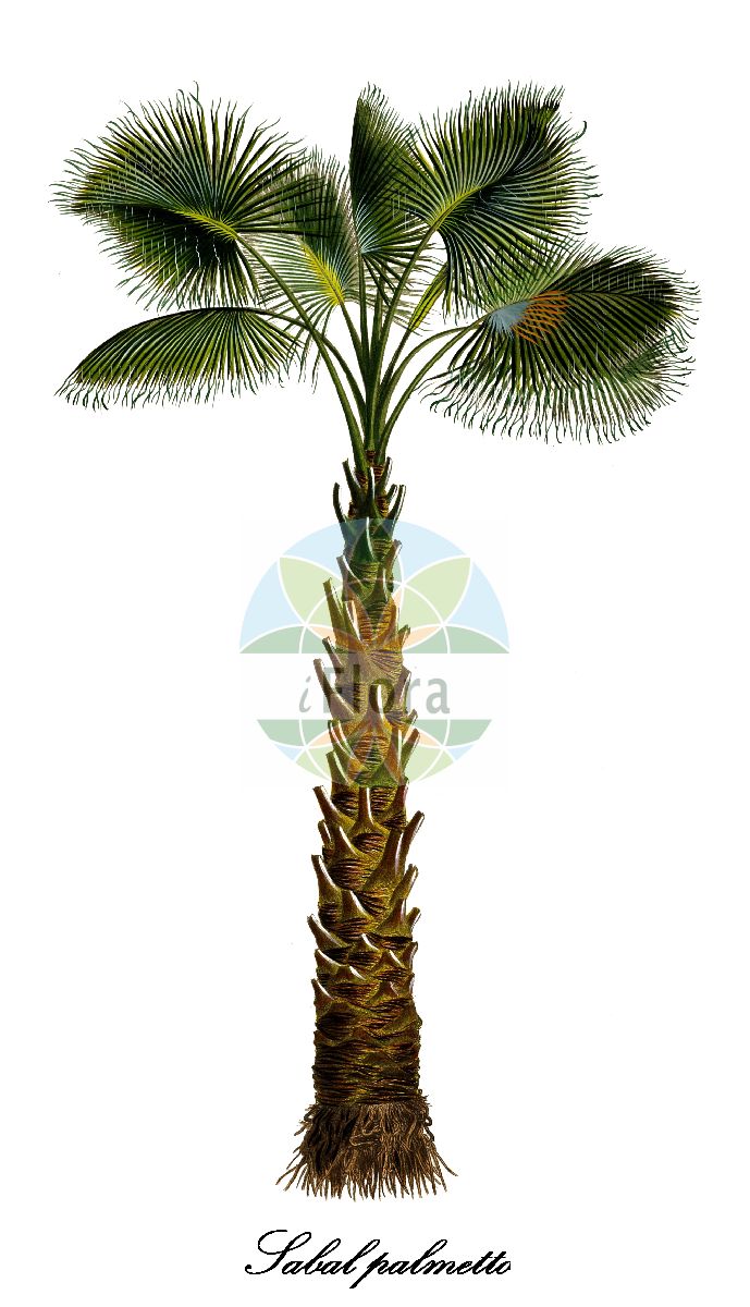 Historische Abbildung von Sabal palmetto (Drachpalme - Cabbage-palm). Das Bild zeigt Blatt, Bluete, Frucht und Same. ---- Historical Drawing of Sabal palmetto (Drachpalme - Cabbage-palm). The image is showing leaf, flower, fruit and seed.(Sabal palmetto,Drachpalme,Cabbage-palm,Gewoehnliche Palmettopalme,Sabalpalme,Sabal,palmetto,Arecaceae,Palmengewächse,Palm family,Blatt,Bluete,Frucht,Same,leaf,flower,fruit,seed,von Martius (1823-1850))