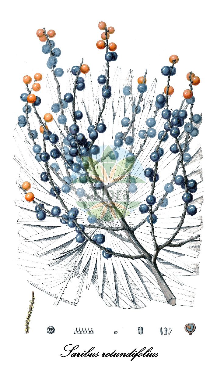 Historische Abbildung von Saribus rotundifolius (Footstool palm). Das Bild zeigt Blatt, Bluete, Frucht und Same. ---- Historical Drawing of Saribus rotundifolius (Footstool palm). The image is showing leaf, flower, fruit and seed.(Saribus rotundifolius,Footstool palm,Saribus,Arecaceae,Palmengewächse,Palm family,Blatt,Bluete,Frucht,Same,leaf,flower,fruit,seed,Blume (1835-1848))