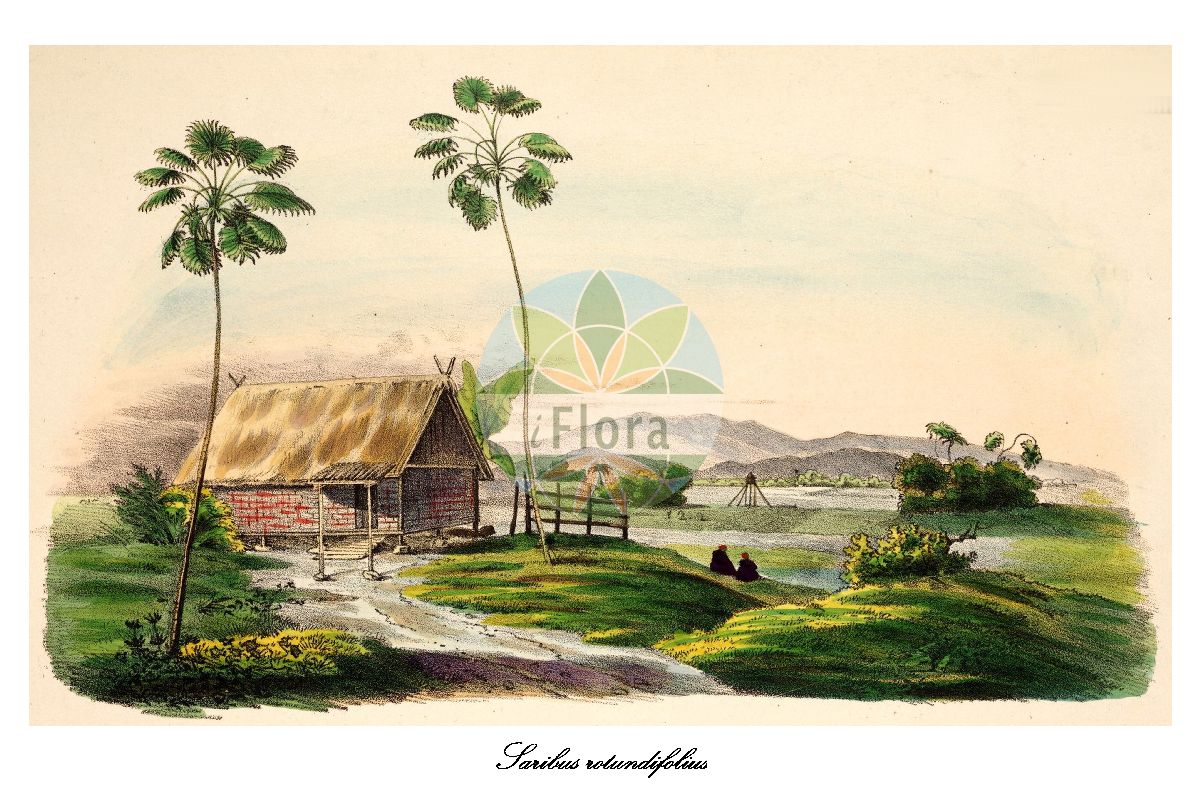 Historische Abbildung von Saribus rotundifolius (Footstool palm). Das Bild zeigt Blatt, Bluete, Frucht und Same. ---- Historical Drawing of Saribus rotundifolius (Footstool palm). The image is showing leaf, flower, fruit and seed.(Saribus rotundifolius,Footstool palm,Saribus,Arecaceae,Palmengewächse,Palm family,Blatt,Bluete,Frucht,Same,leaf,flower,fruit,seed,von Martius (1823-1850))
